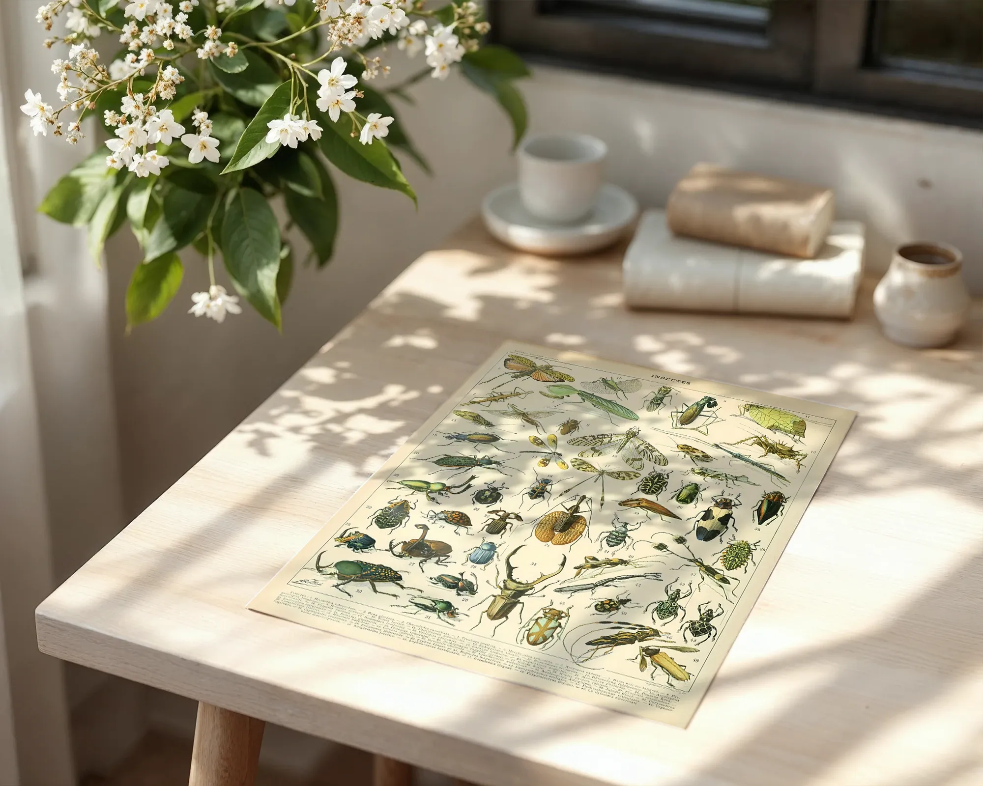 Insectes — room view 6