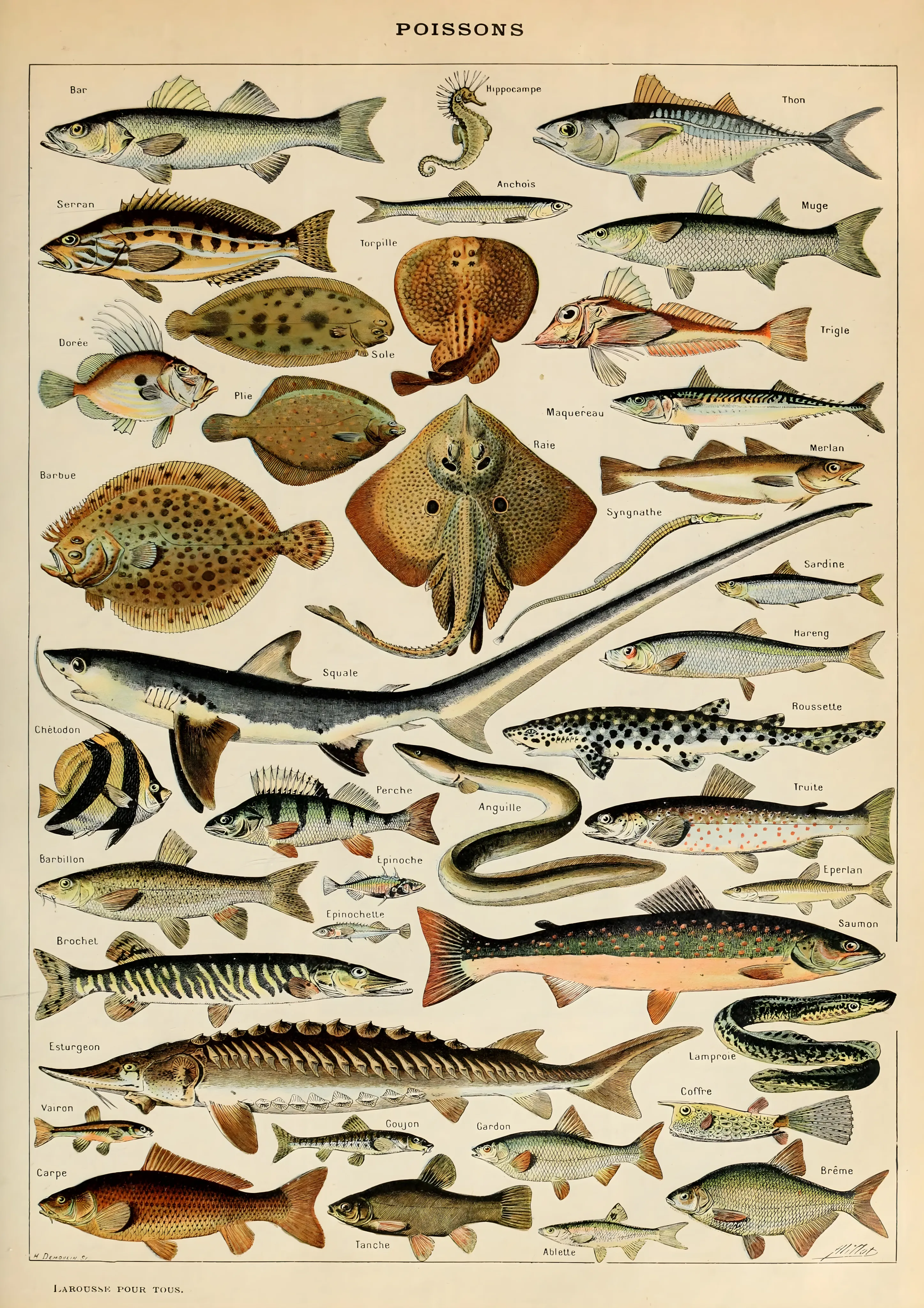 Poissons image 1