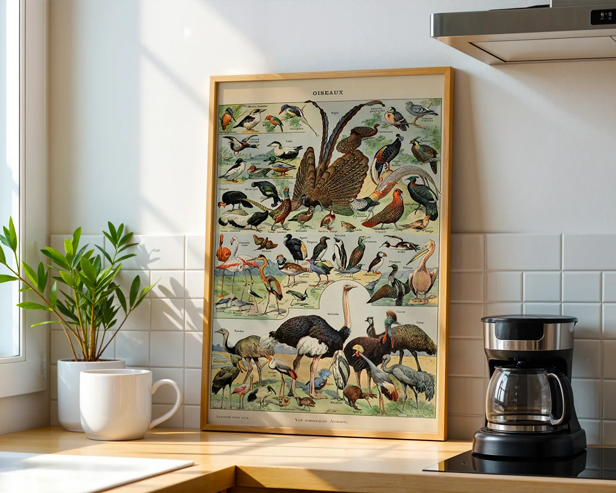 Oiseaux — room view 1