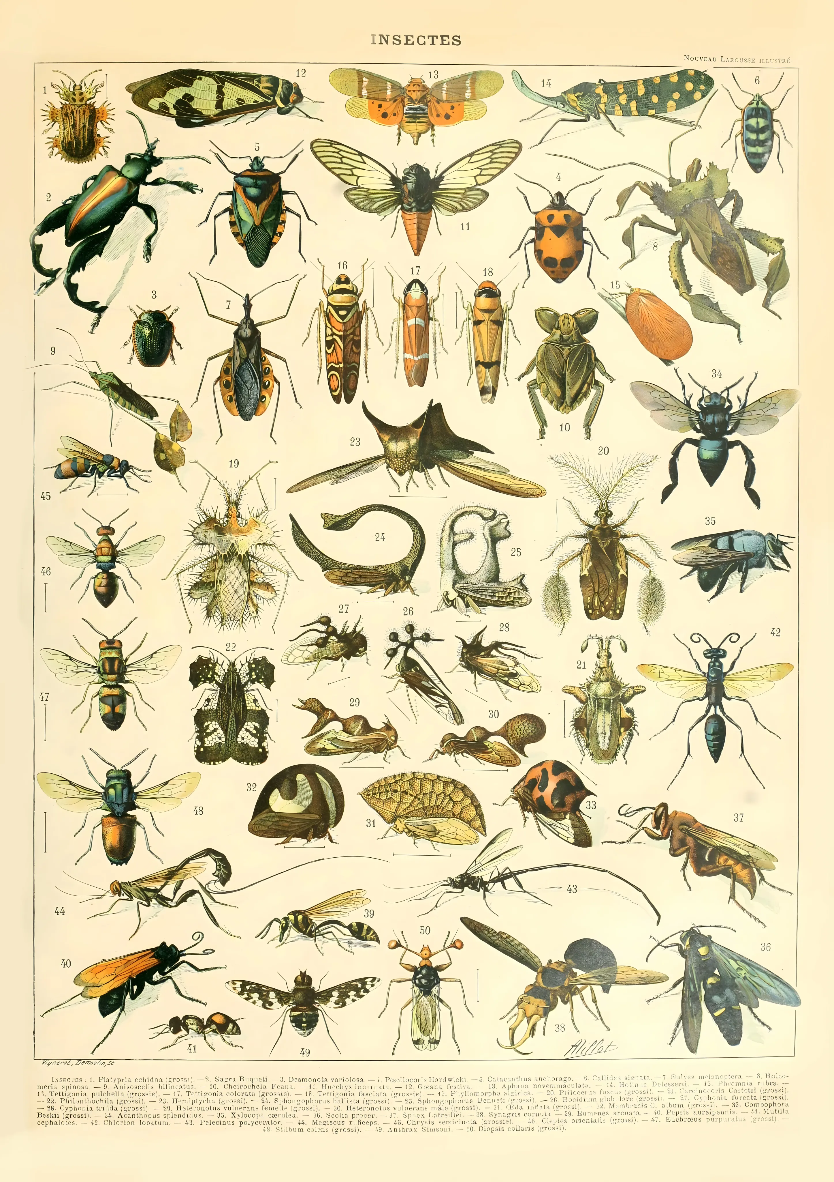 Insectes image 1