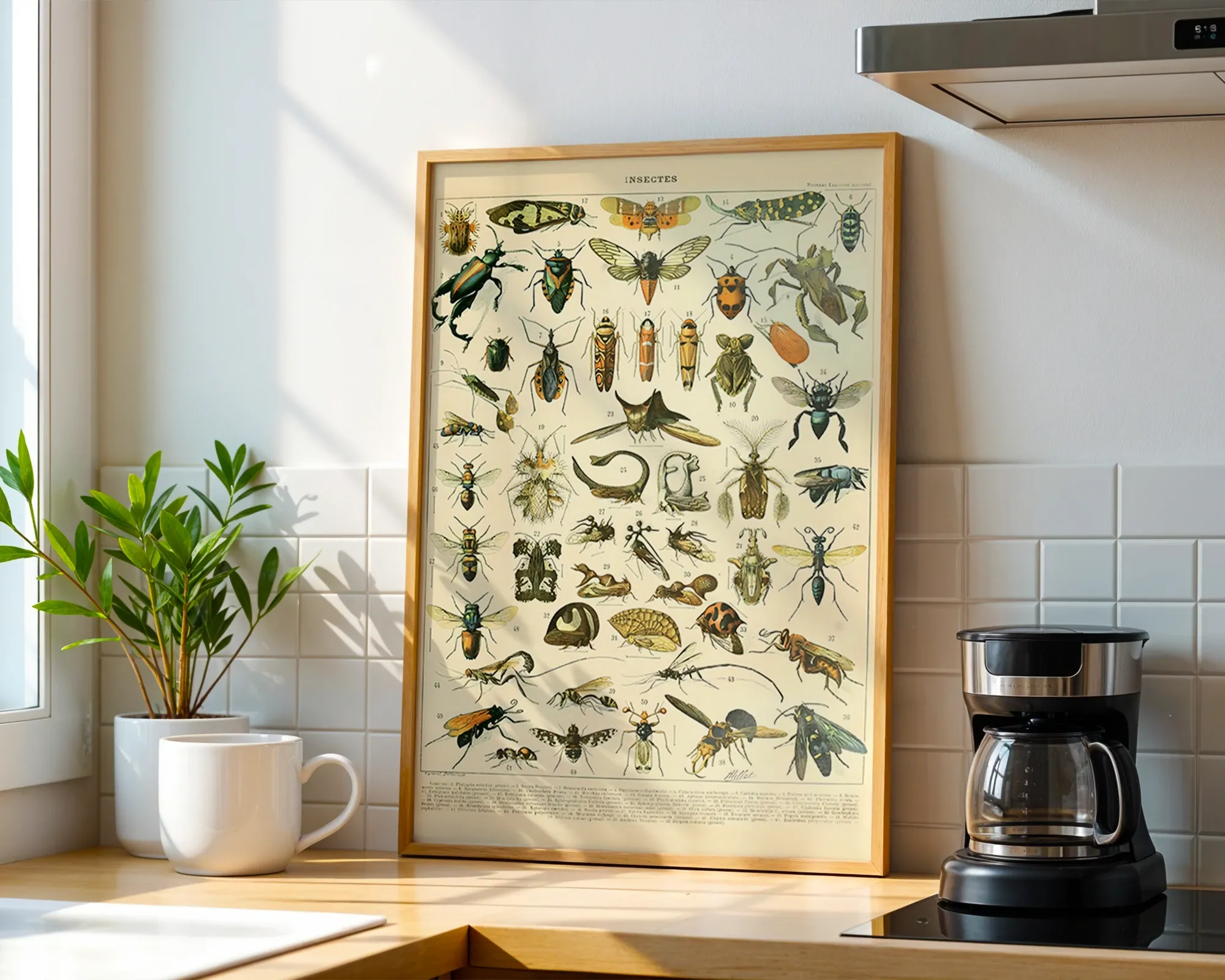 Insectes — room view 1