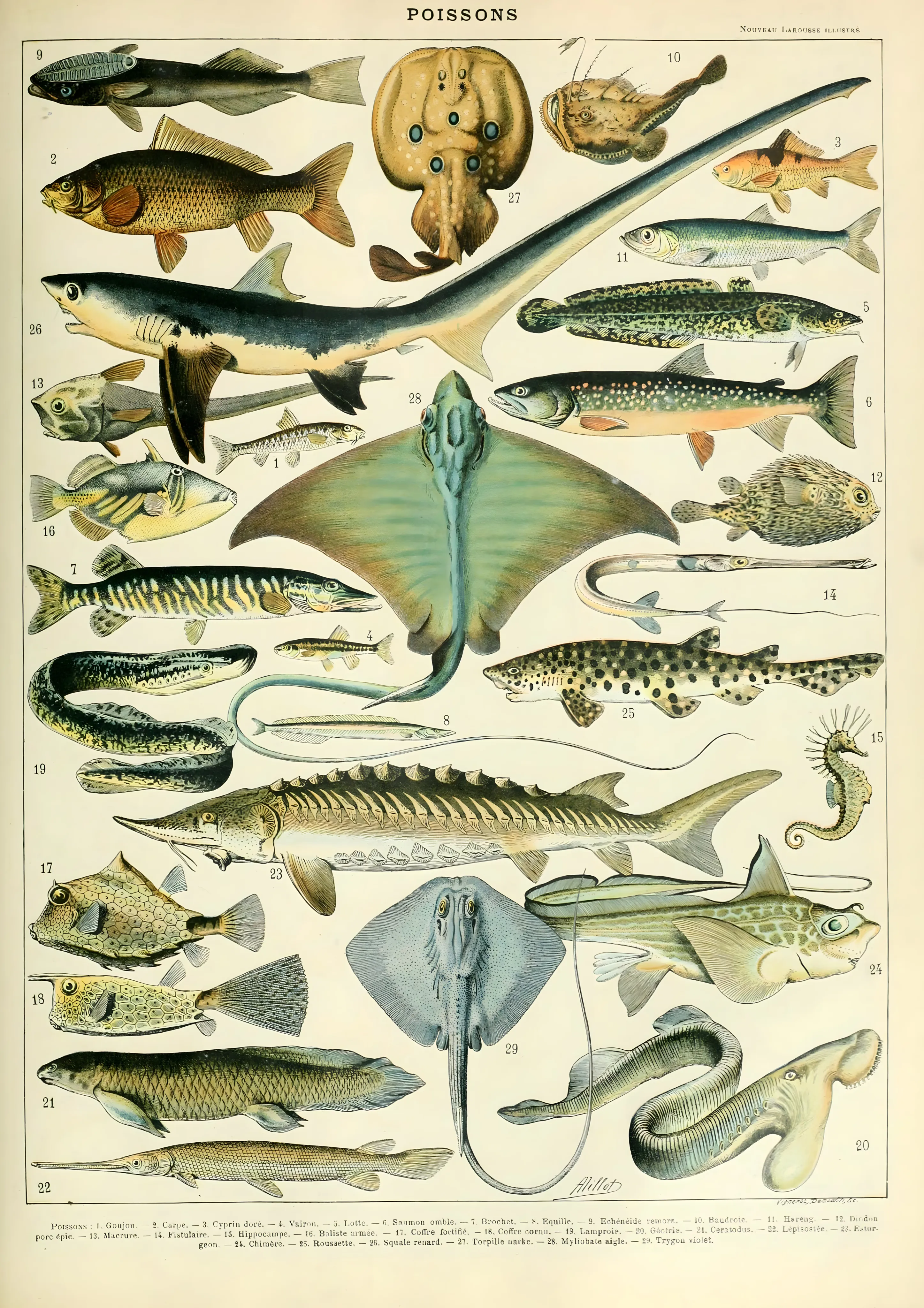 Poissons image 1