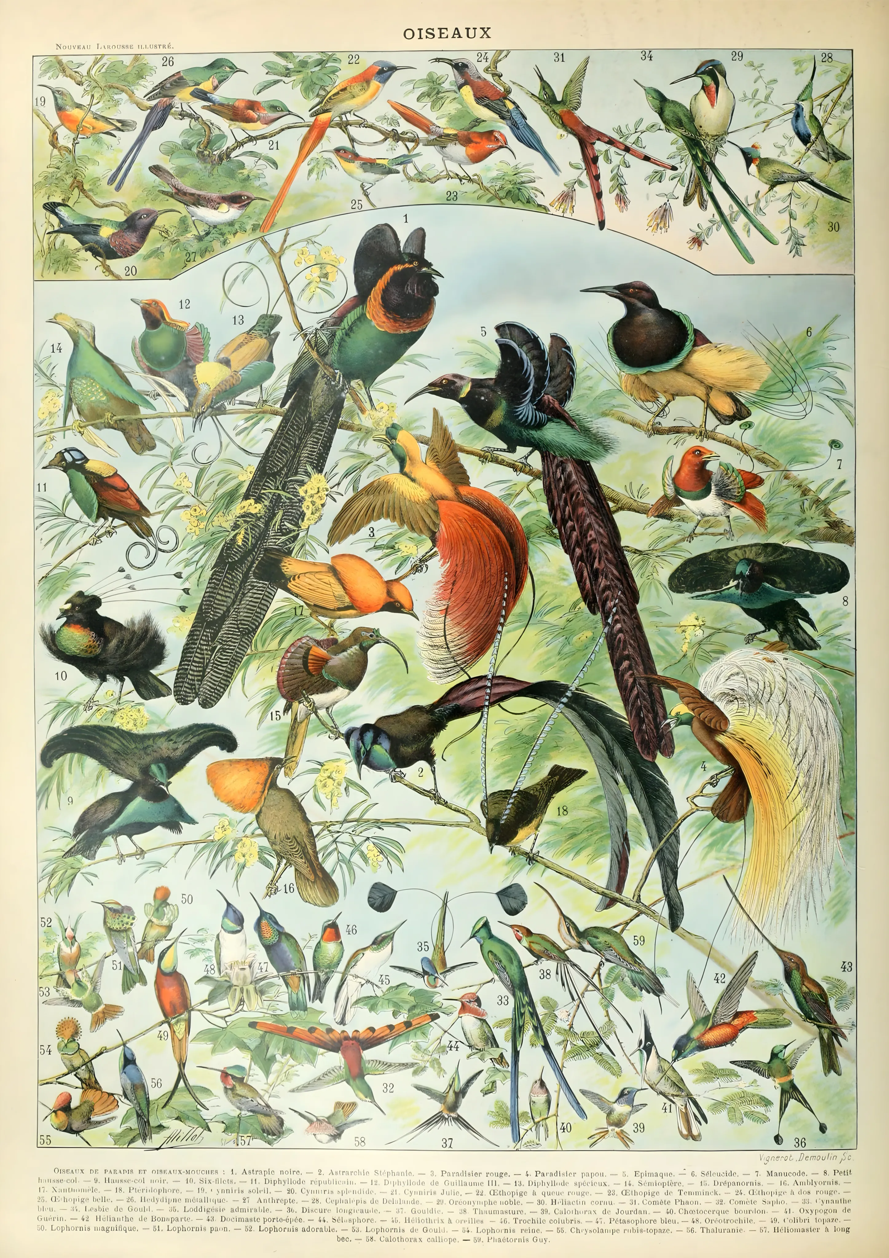 Oiseaux par Adolphe Millot image 1