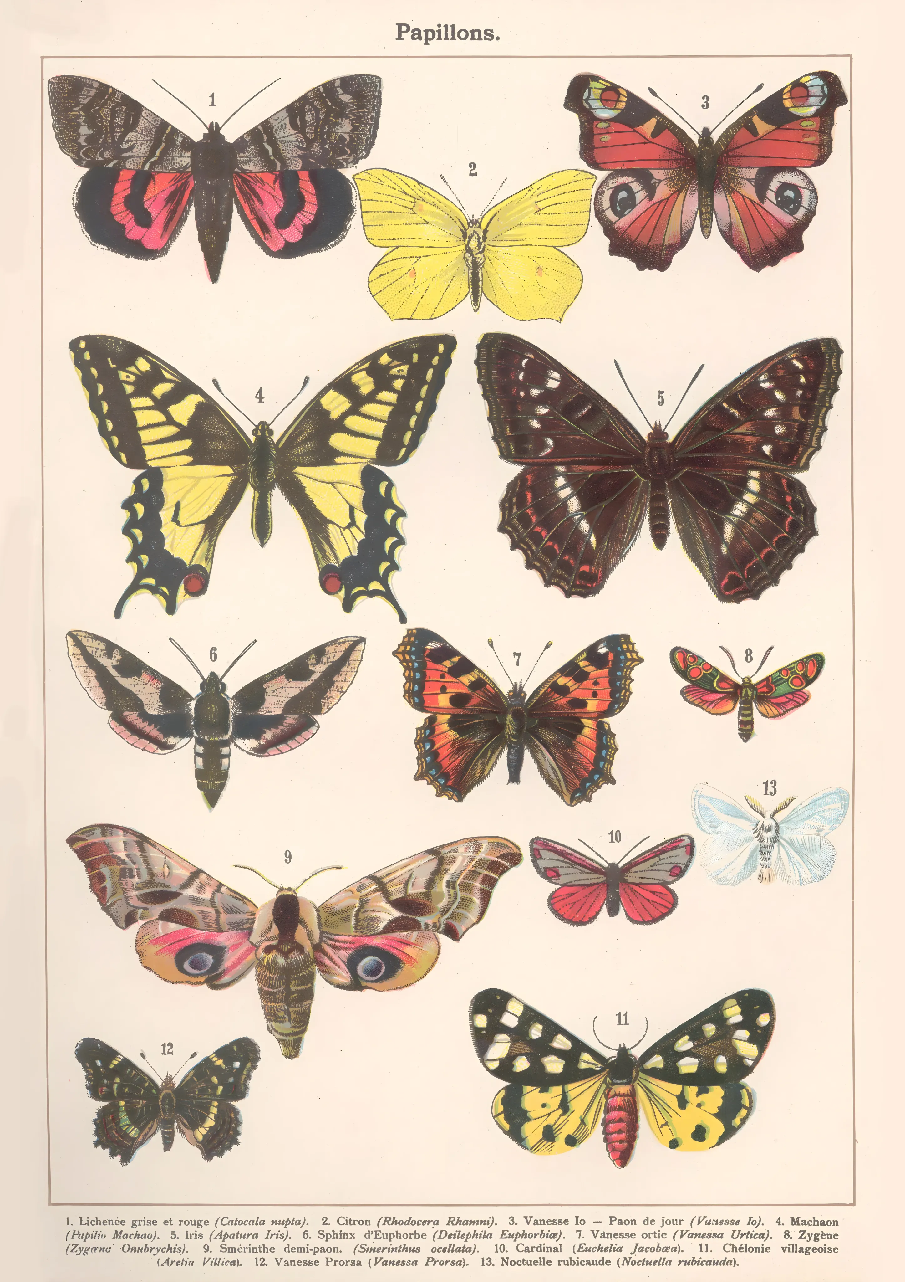 Papillons image 1
