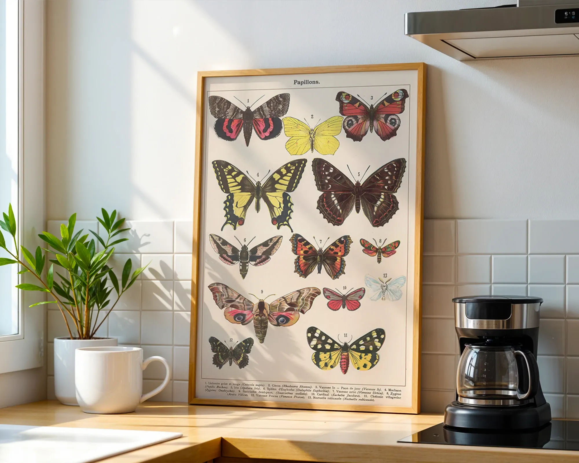 Papillons — room view 1