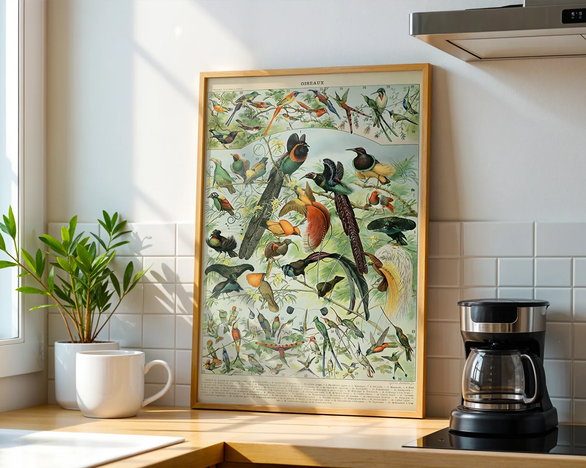 Oiseaux par Adolphe Millot — room view 1