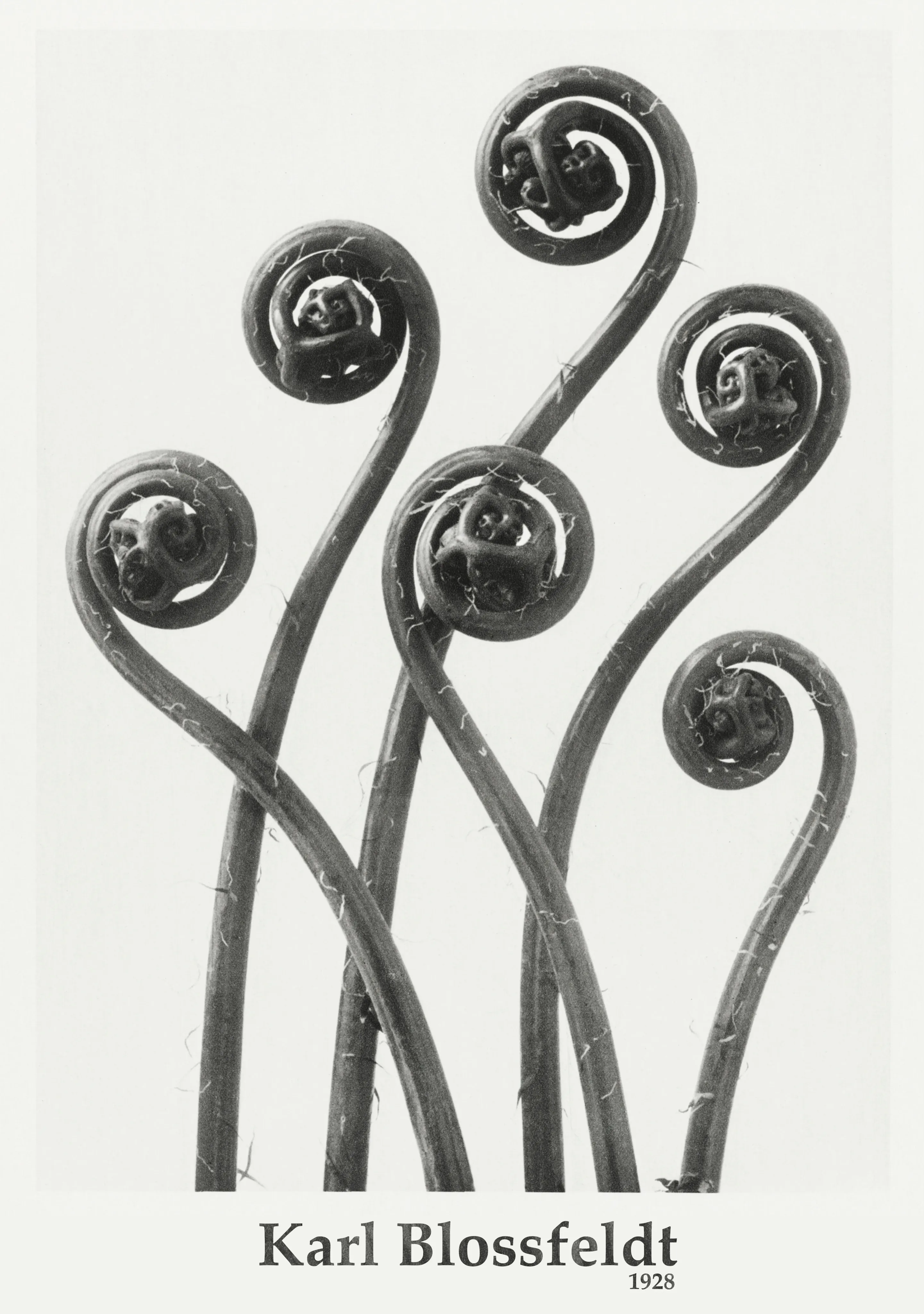 Karl Blossfeldt