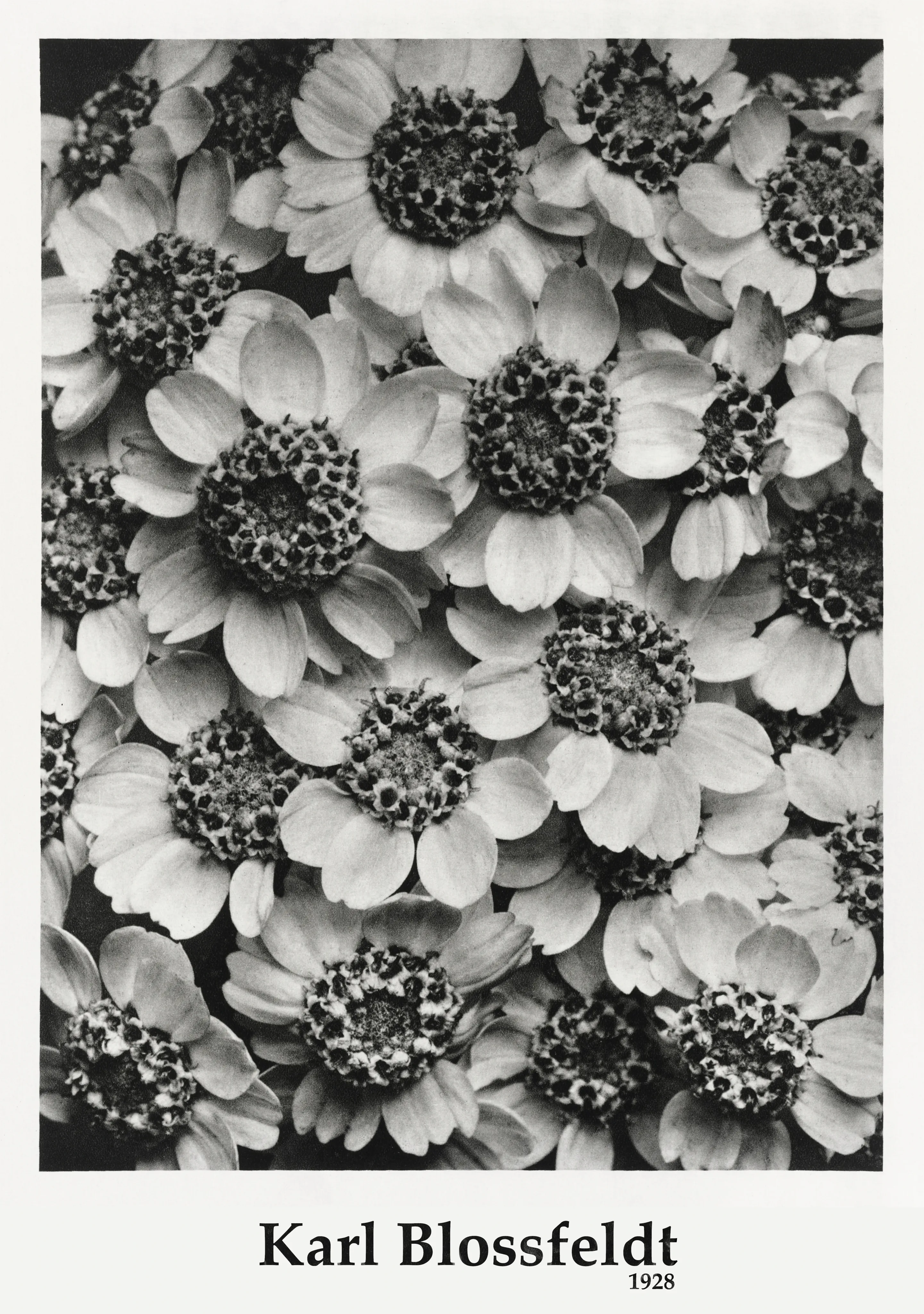Botanical Petal Study image 1