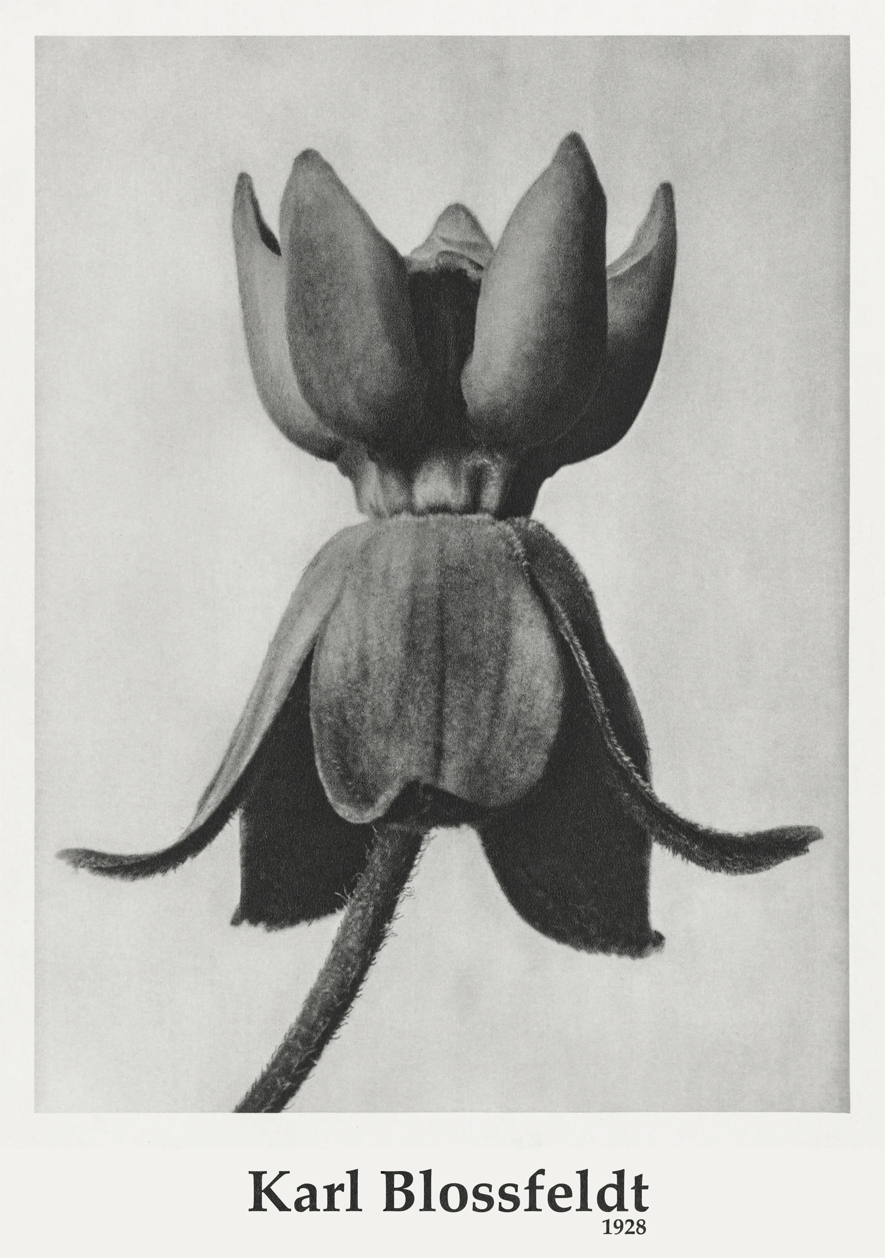 Sculptural Botanical Form image 1