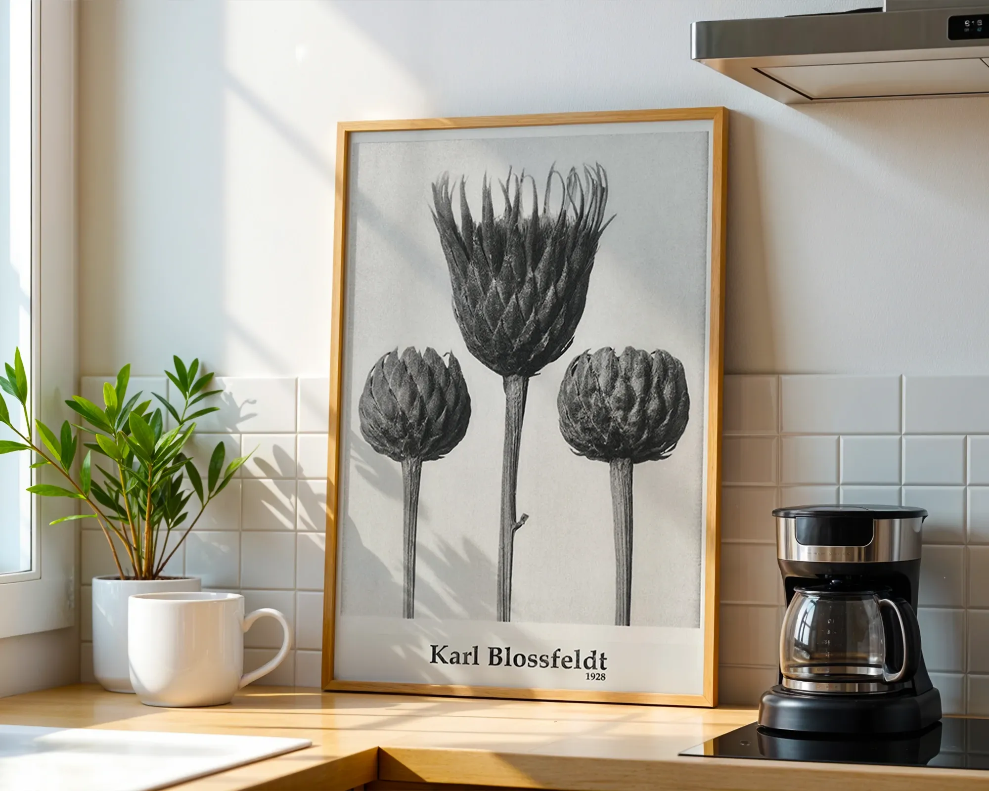 Cirsium Canum — room view 1