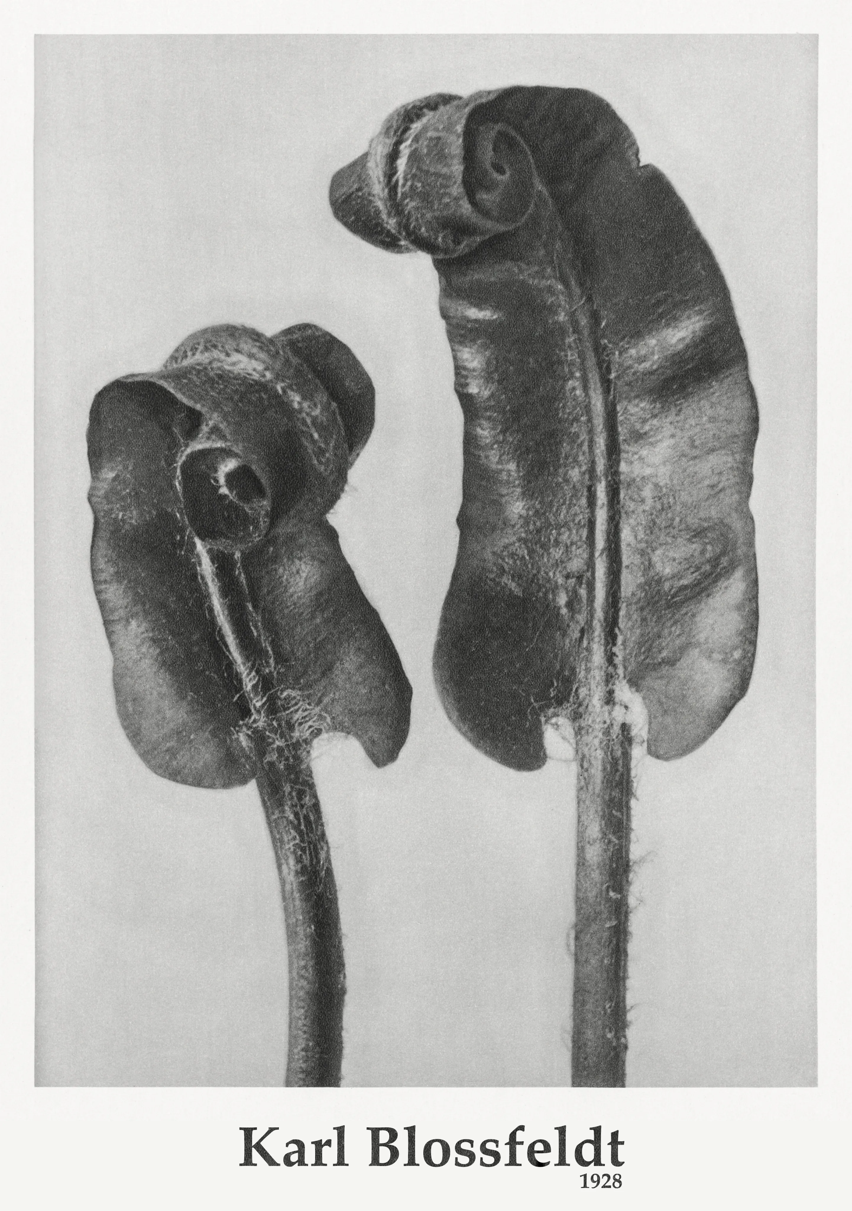 Curled Fern Fronds image 1