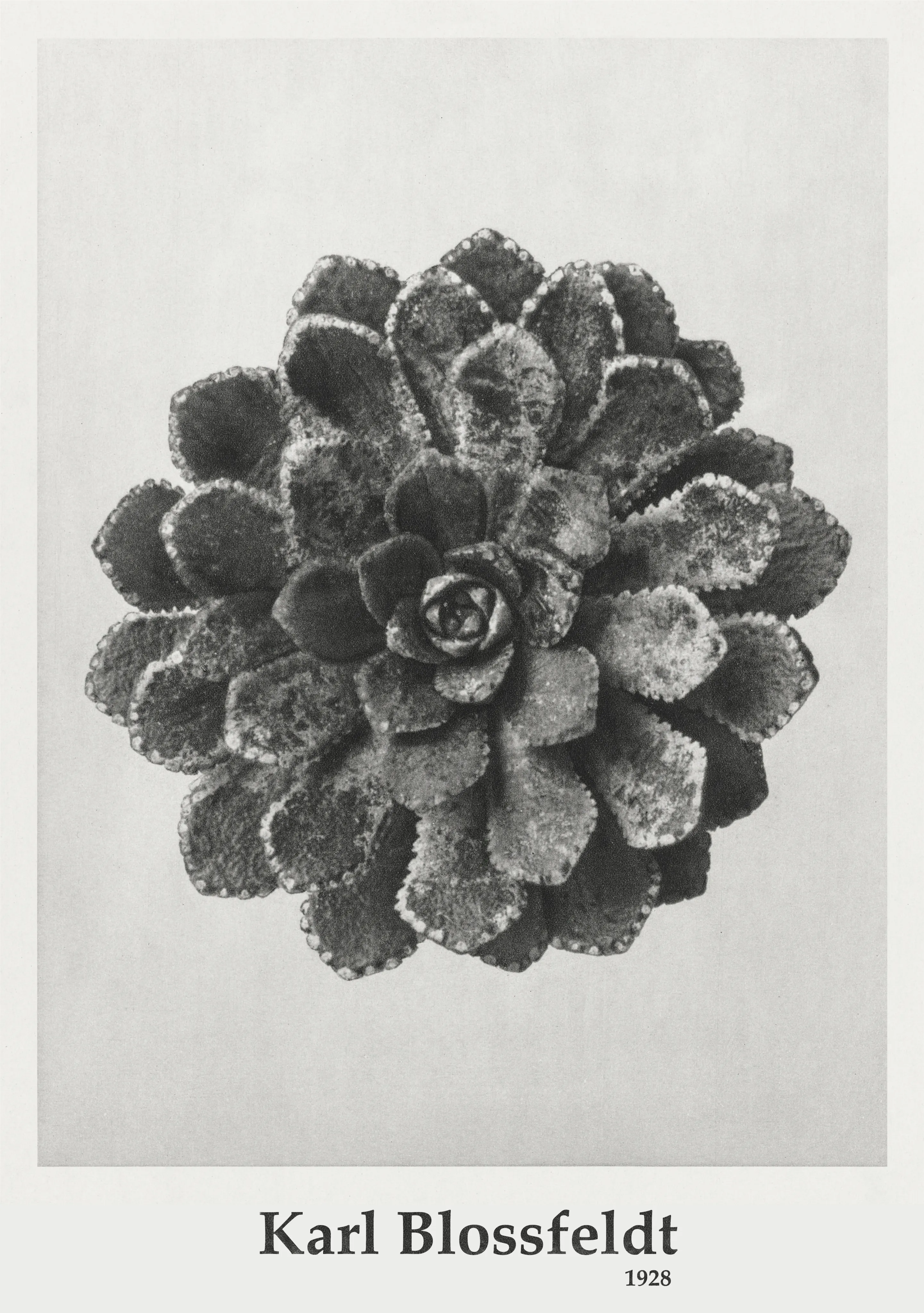 Saxifraga Media image 1
