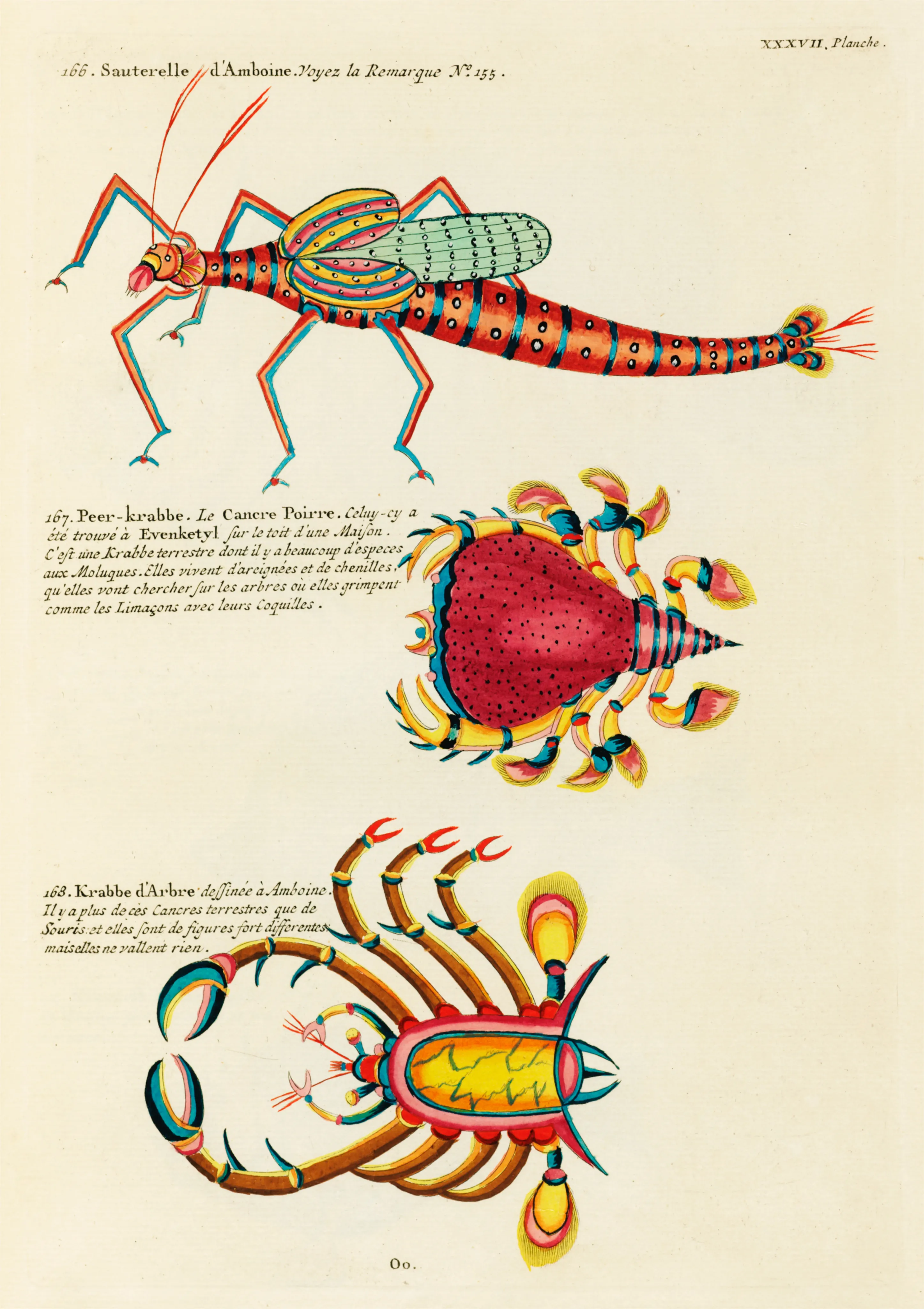 Exotic Grasshopper and Tree Crabs image 1