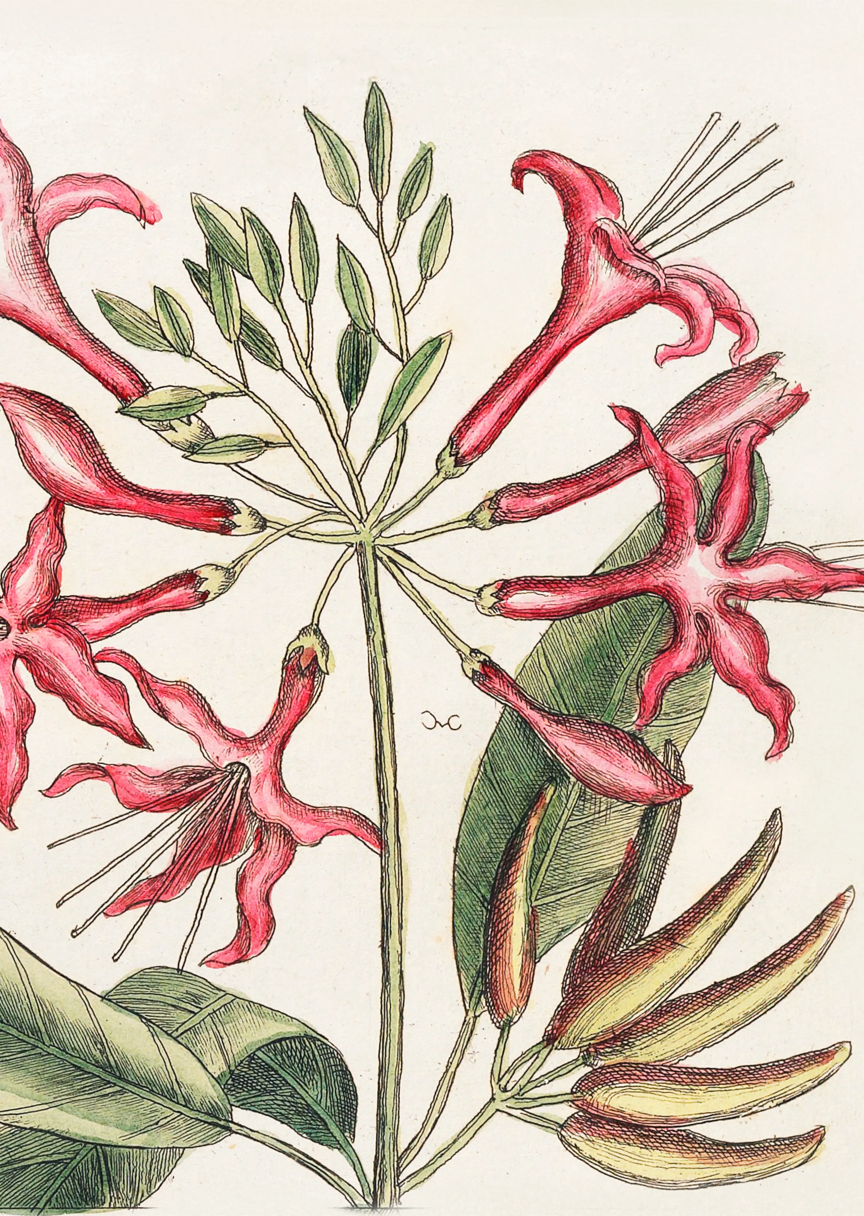Crimson Honeysuckle Study image 1