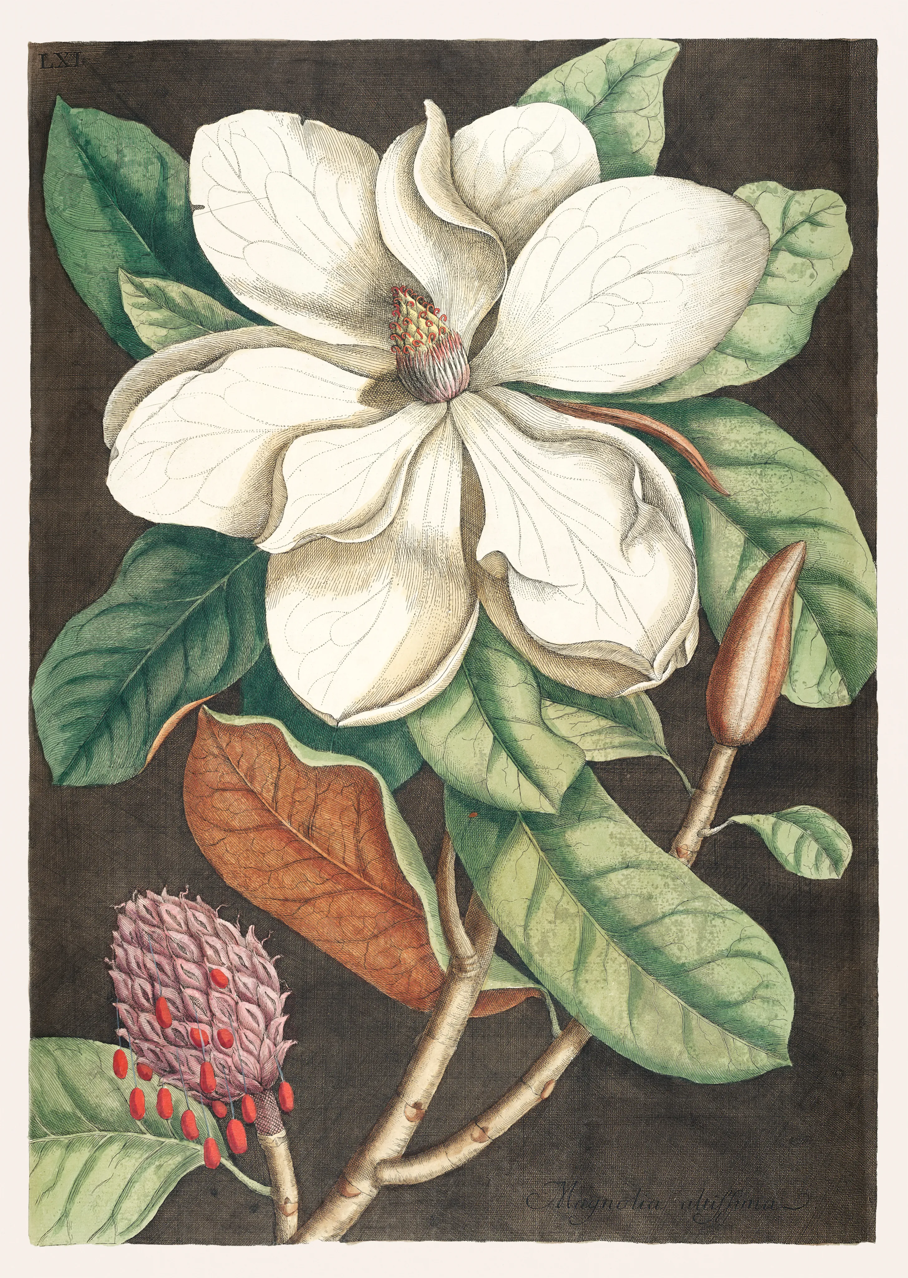 The Laurel Tree of Carolina image 1