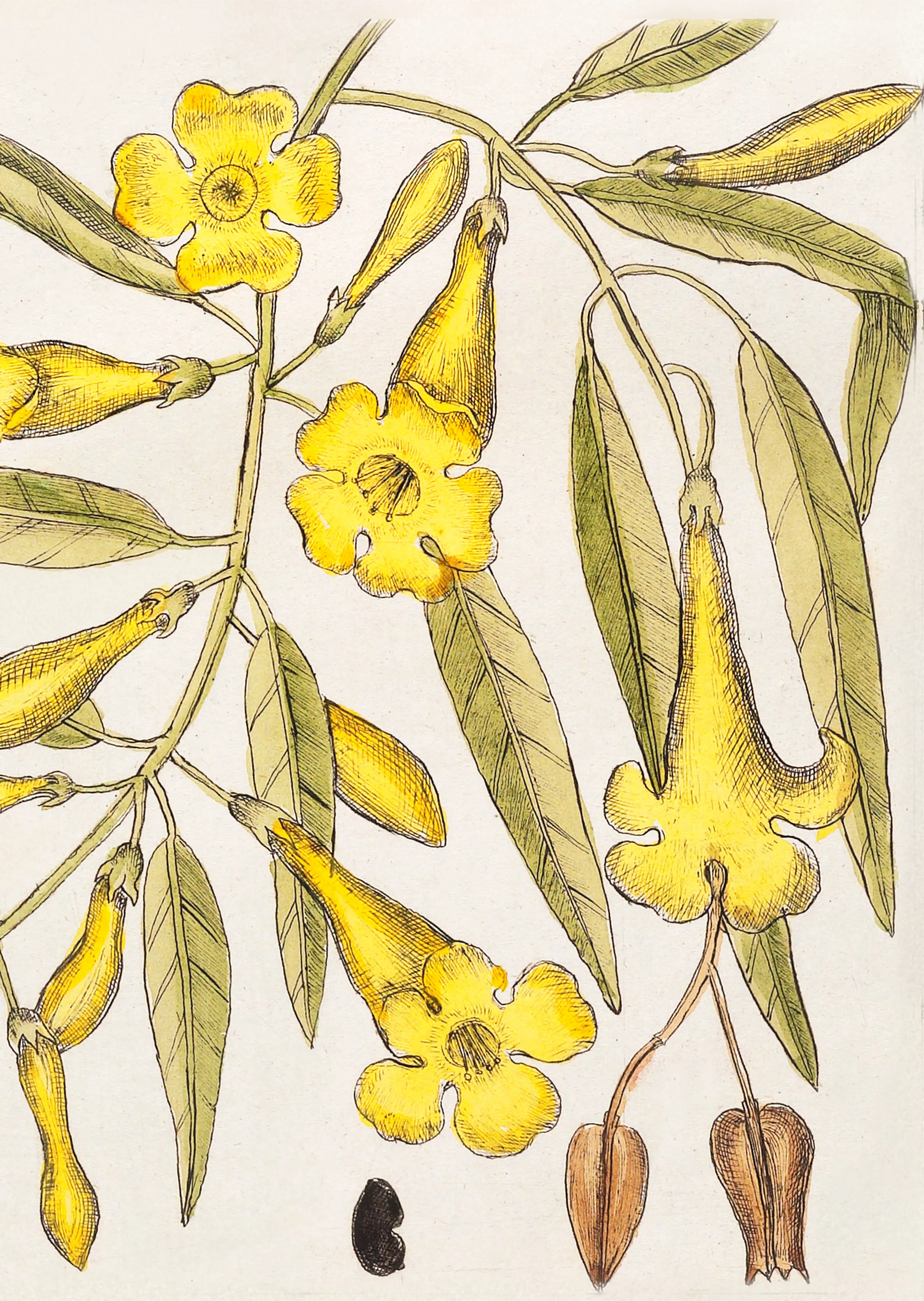 Mark Catesby