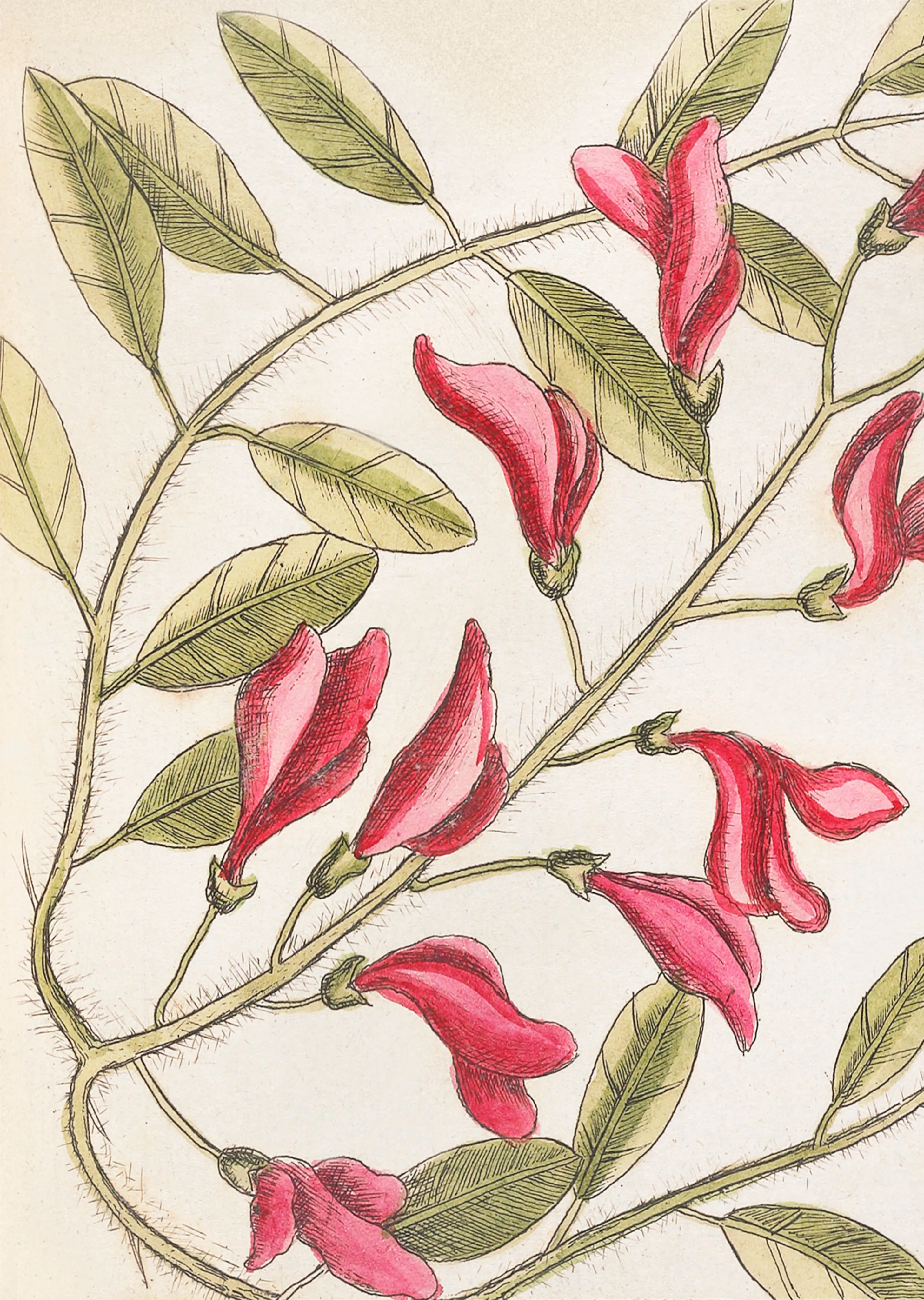 Crimson Botanical Vine image 1
