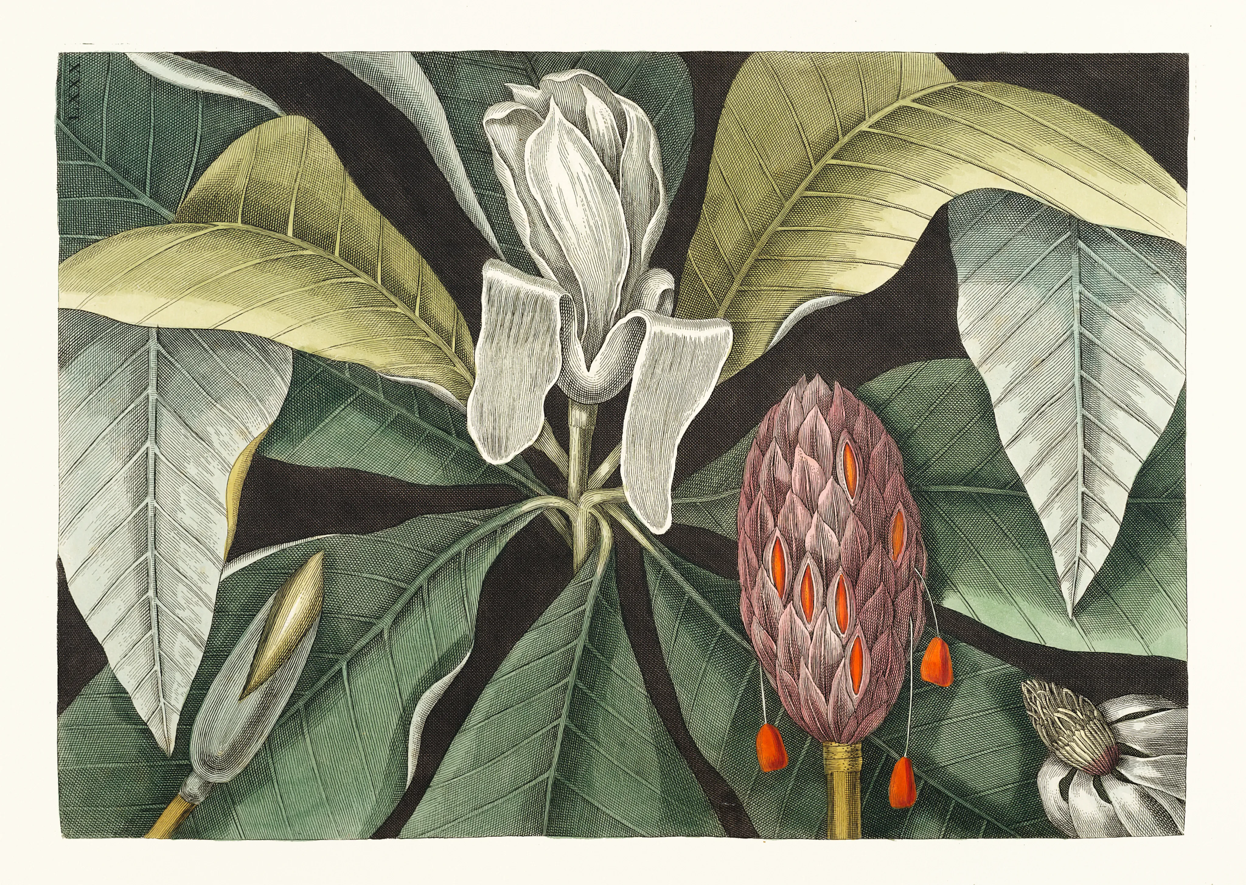 The Laurel Tree of Carolina image 1