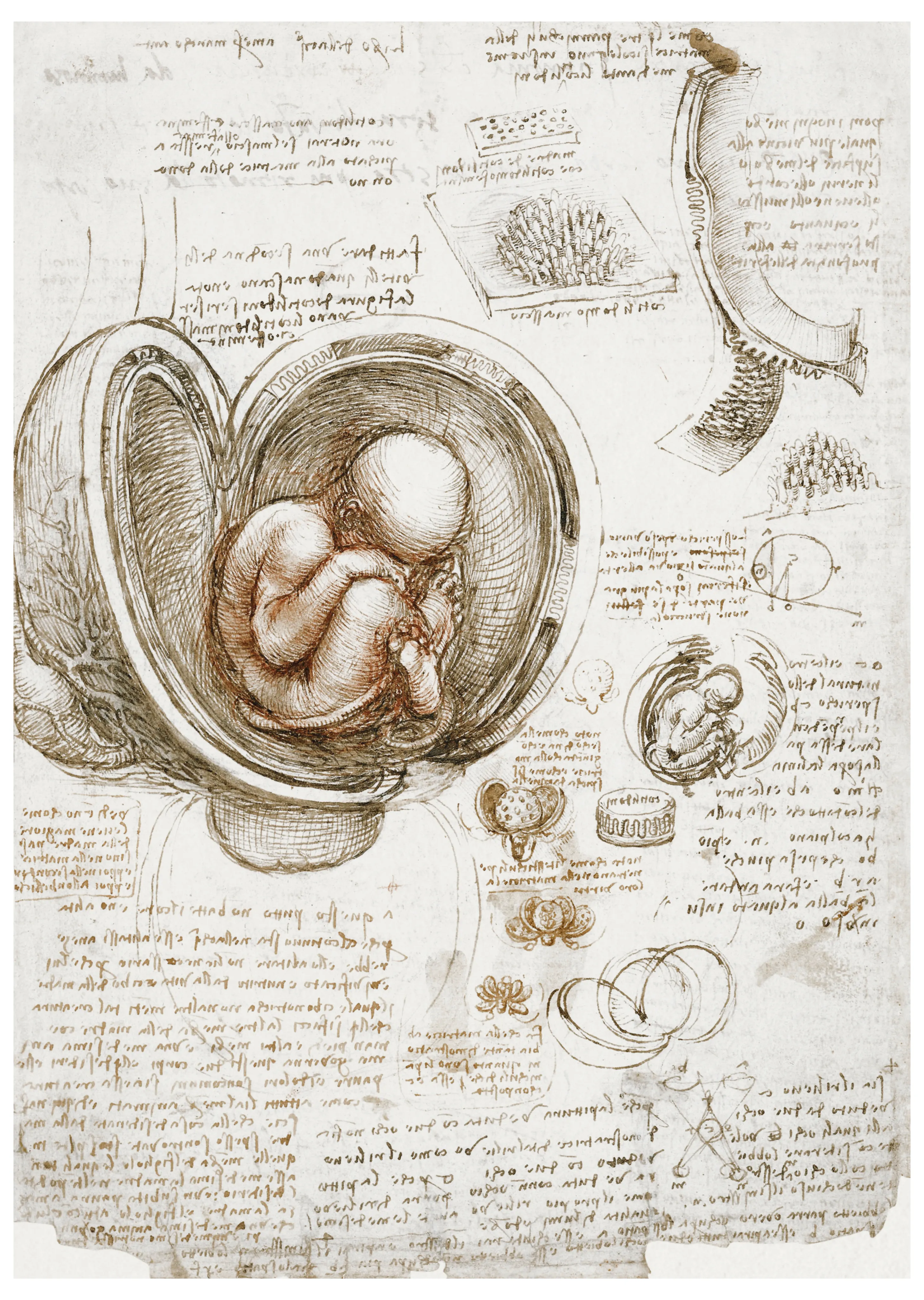 Studies of the Fetus in the Womb image 1