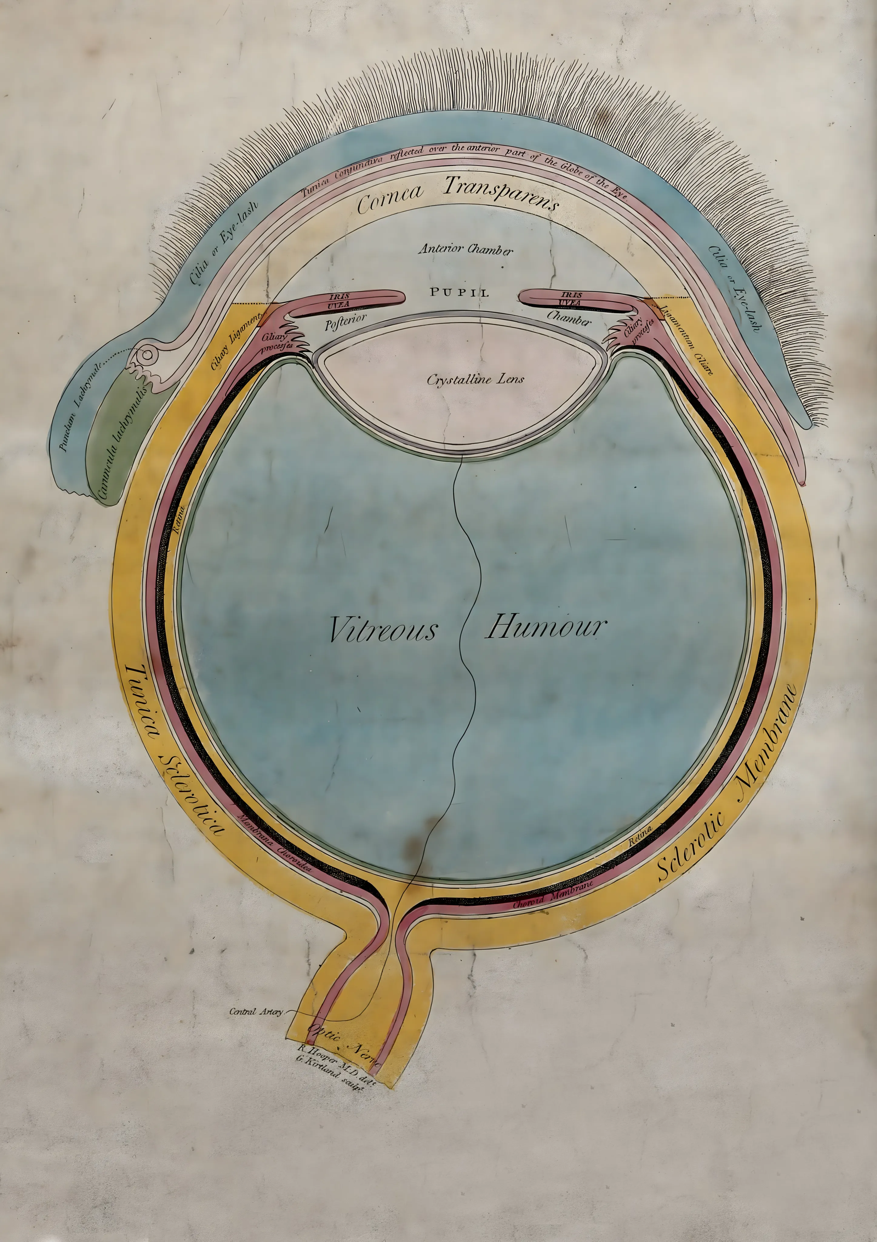 Anatomical Diagram of the Human Eye image 1