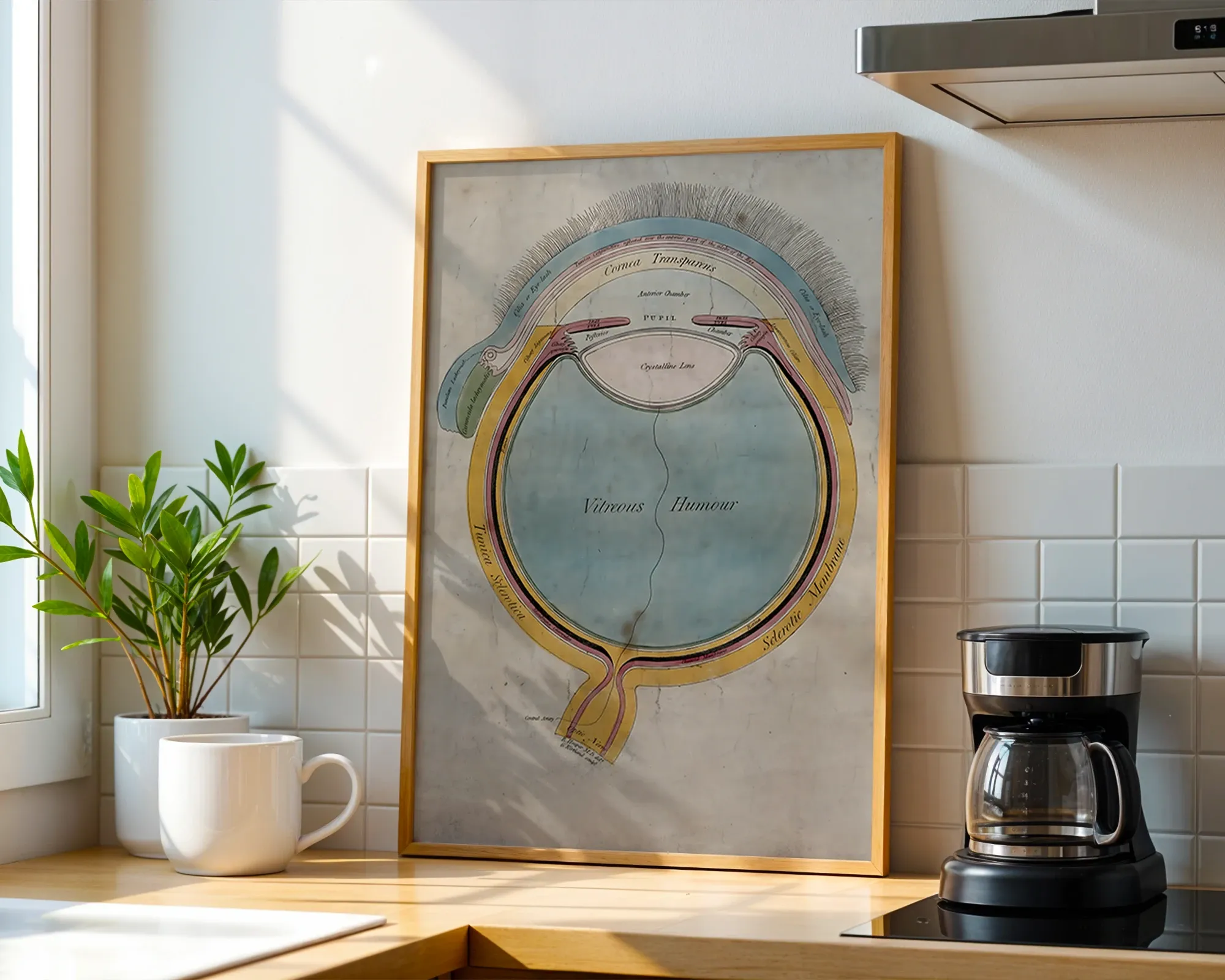 Anatomical Diagram of the Human Eye — room view 1