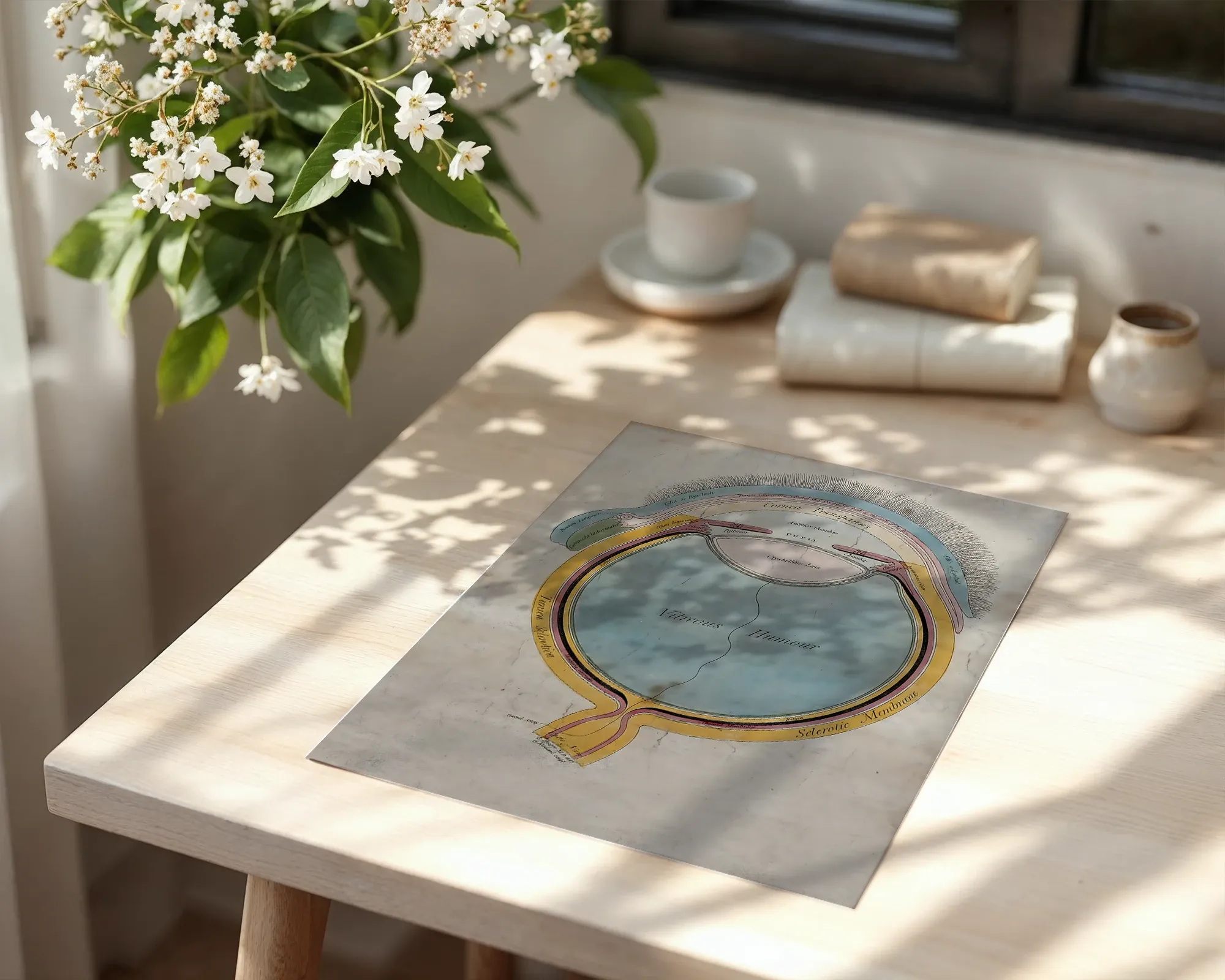 Anatomical Diagram of the Human Eye — room view 6