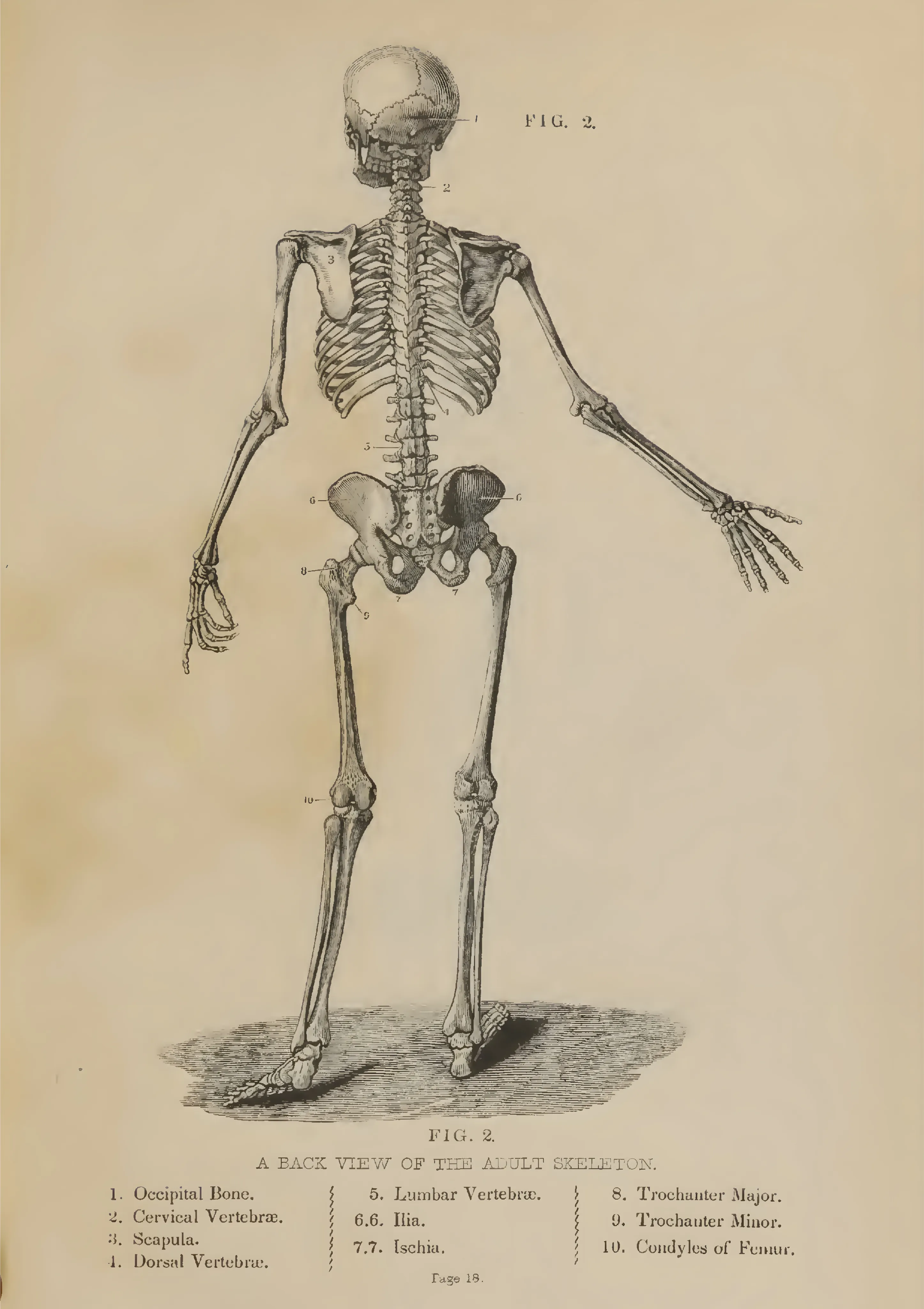 Back View of the Adult Skeleton image 1