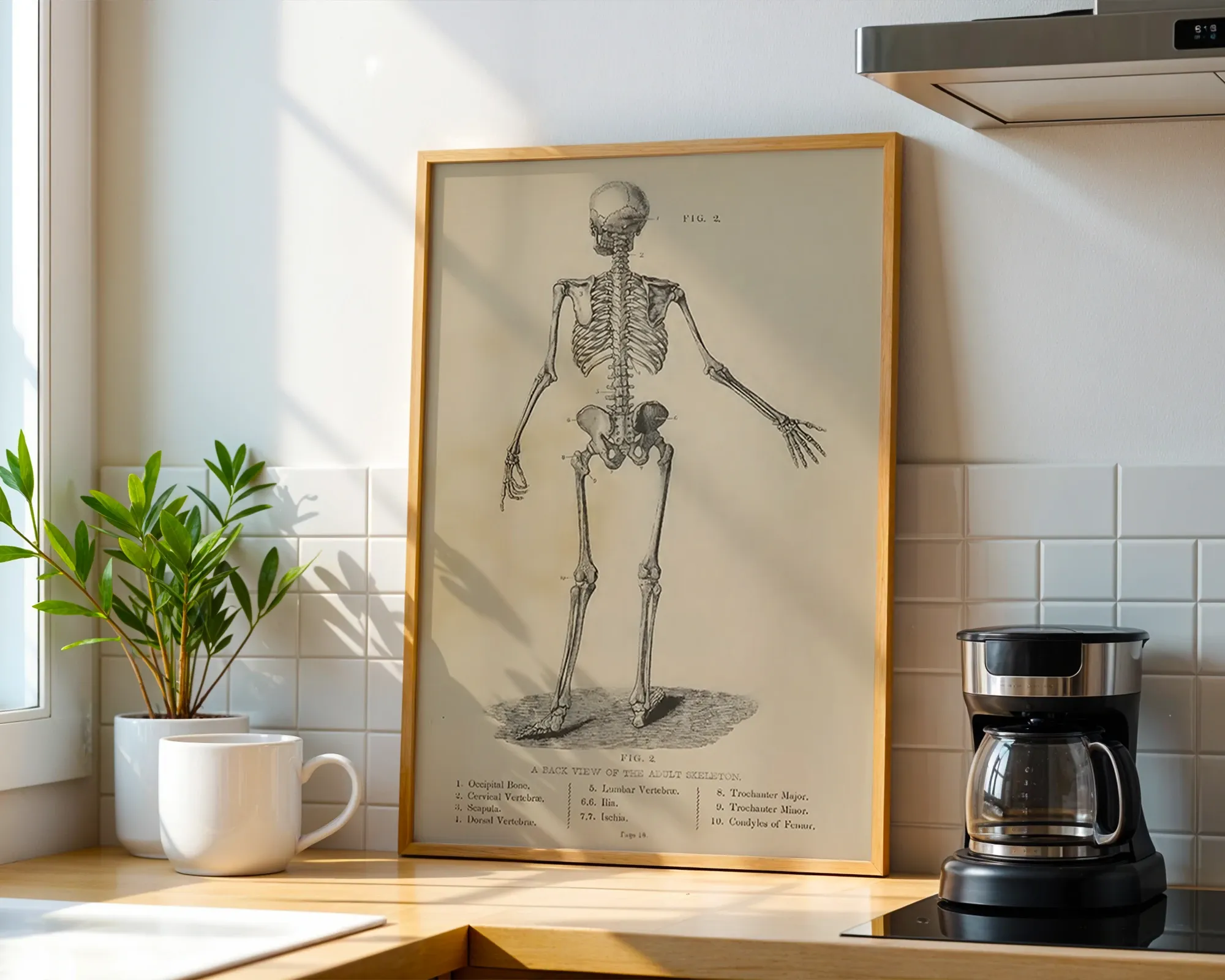Back View of the Adult Skeleton — room view 1