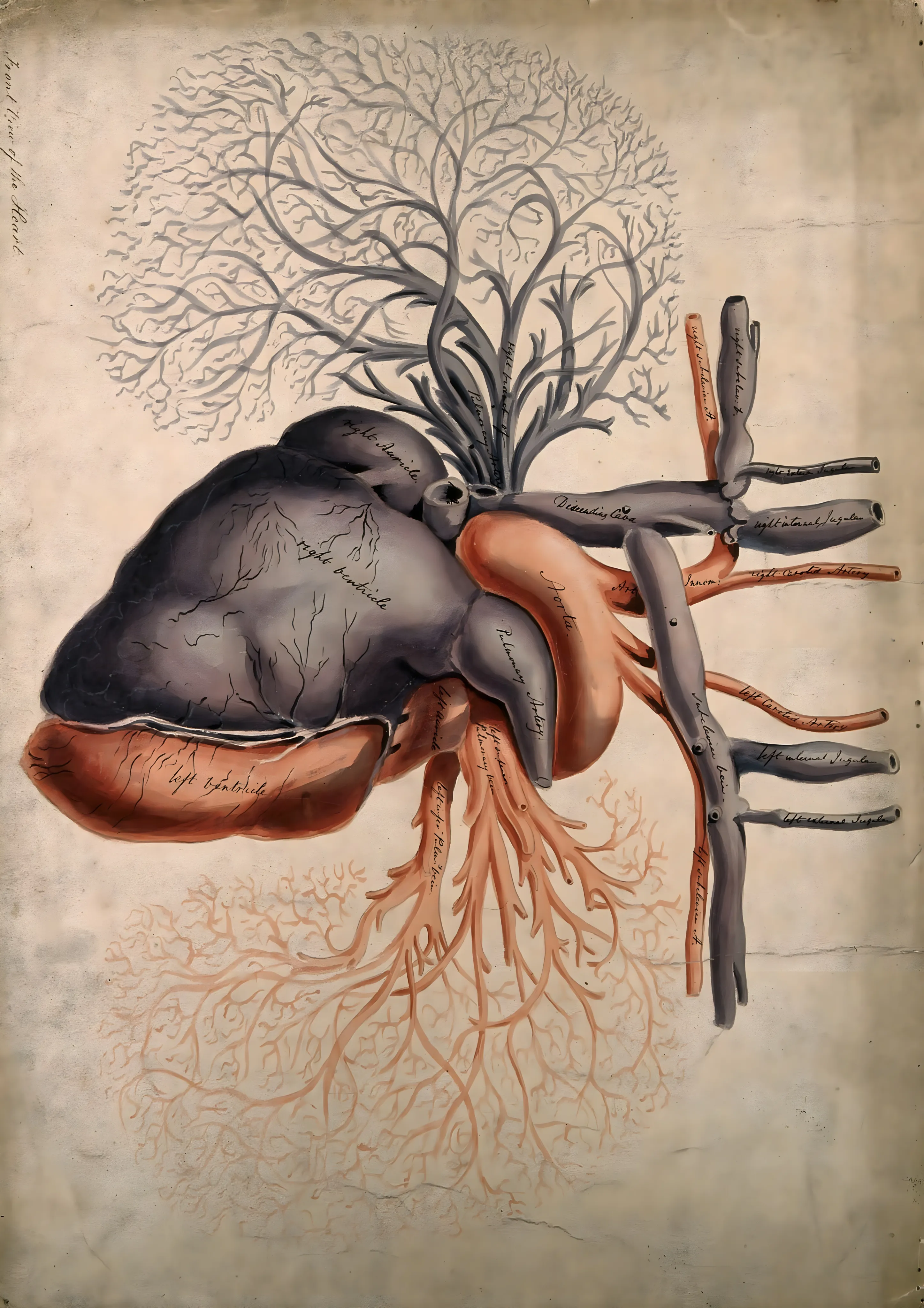 Front View of the Heart image 1