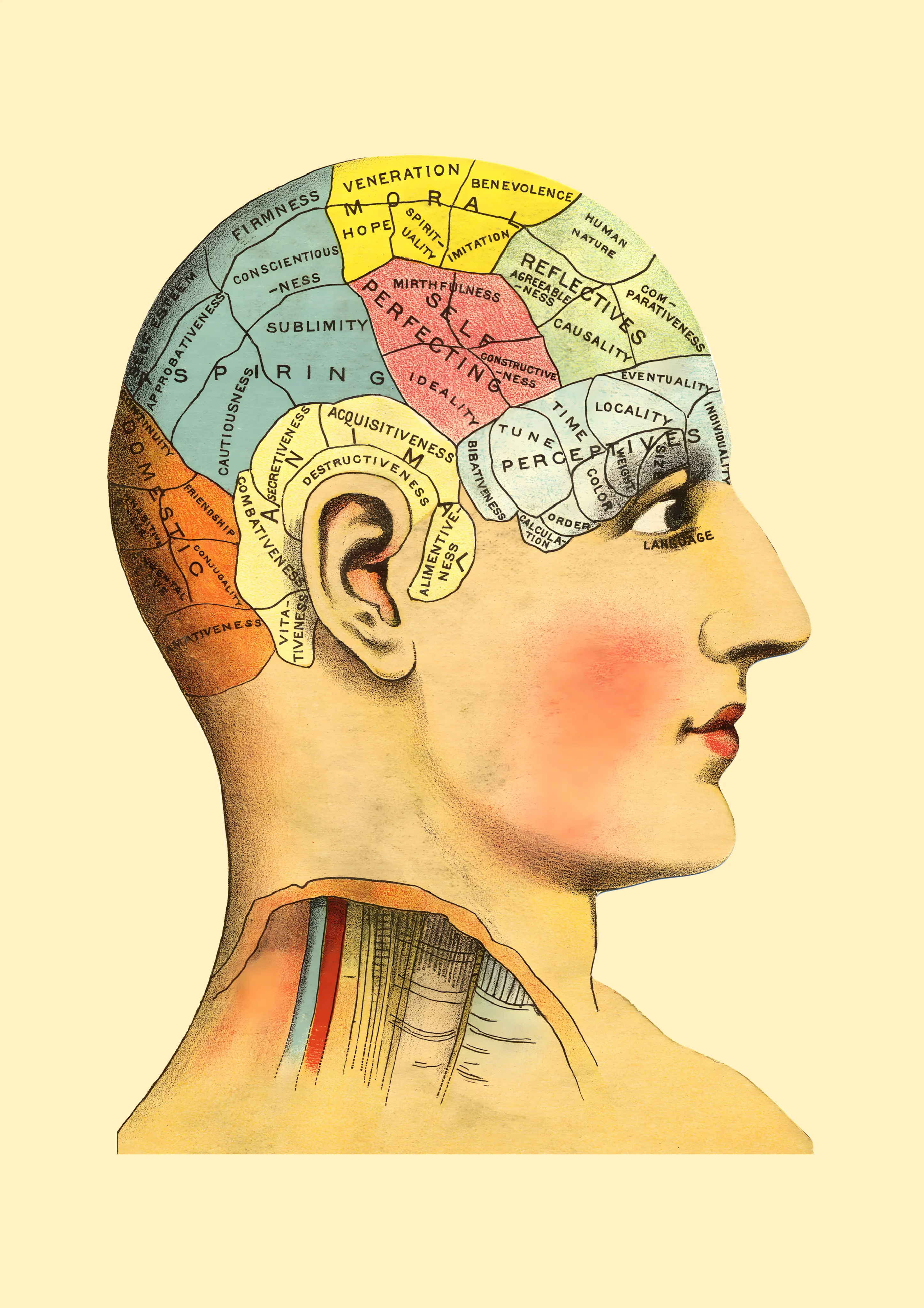 Phrenology Chart Profile image 1