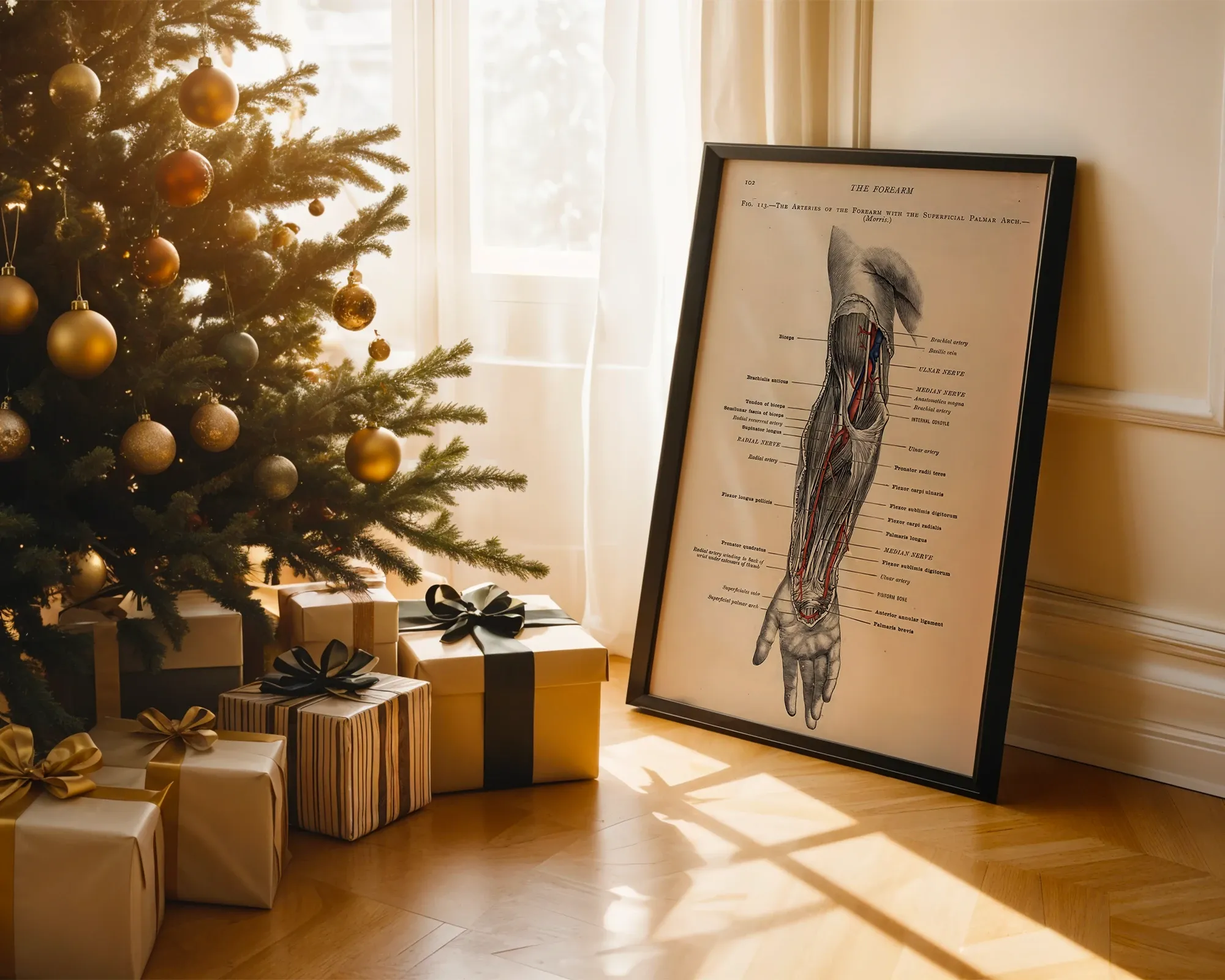 The Arteries of the Forearm with the Superficial Palmar Arch — room view 2
