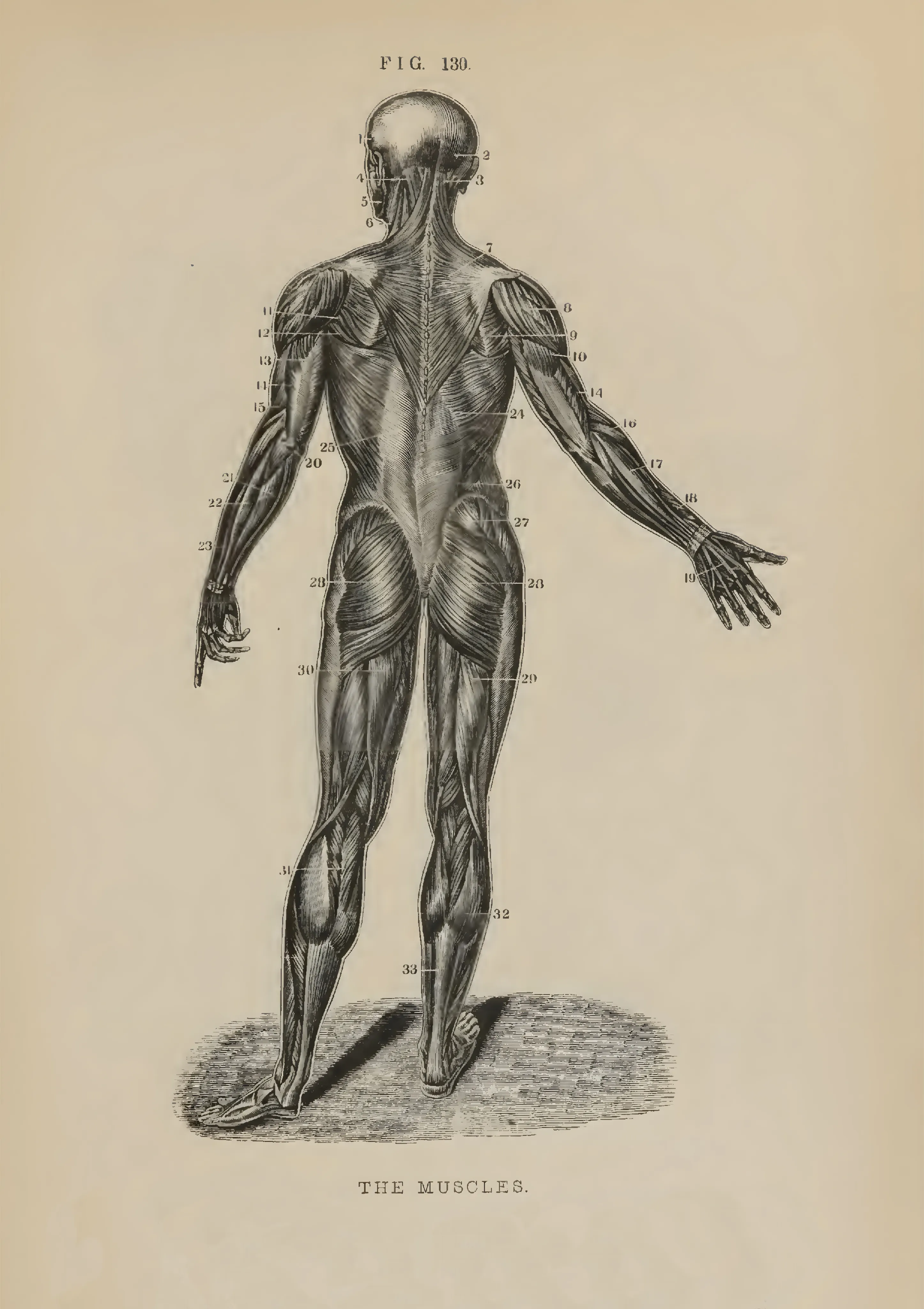 Human Muscular System Rear View image 1