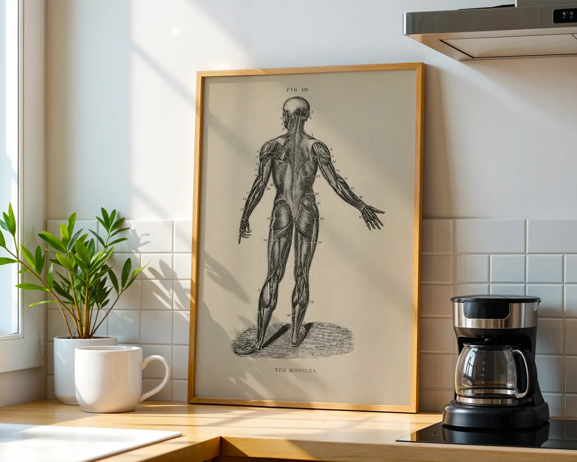 Human Muscular System Rear View — room view 1
