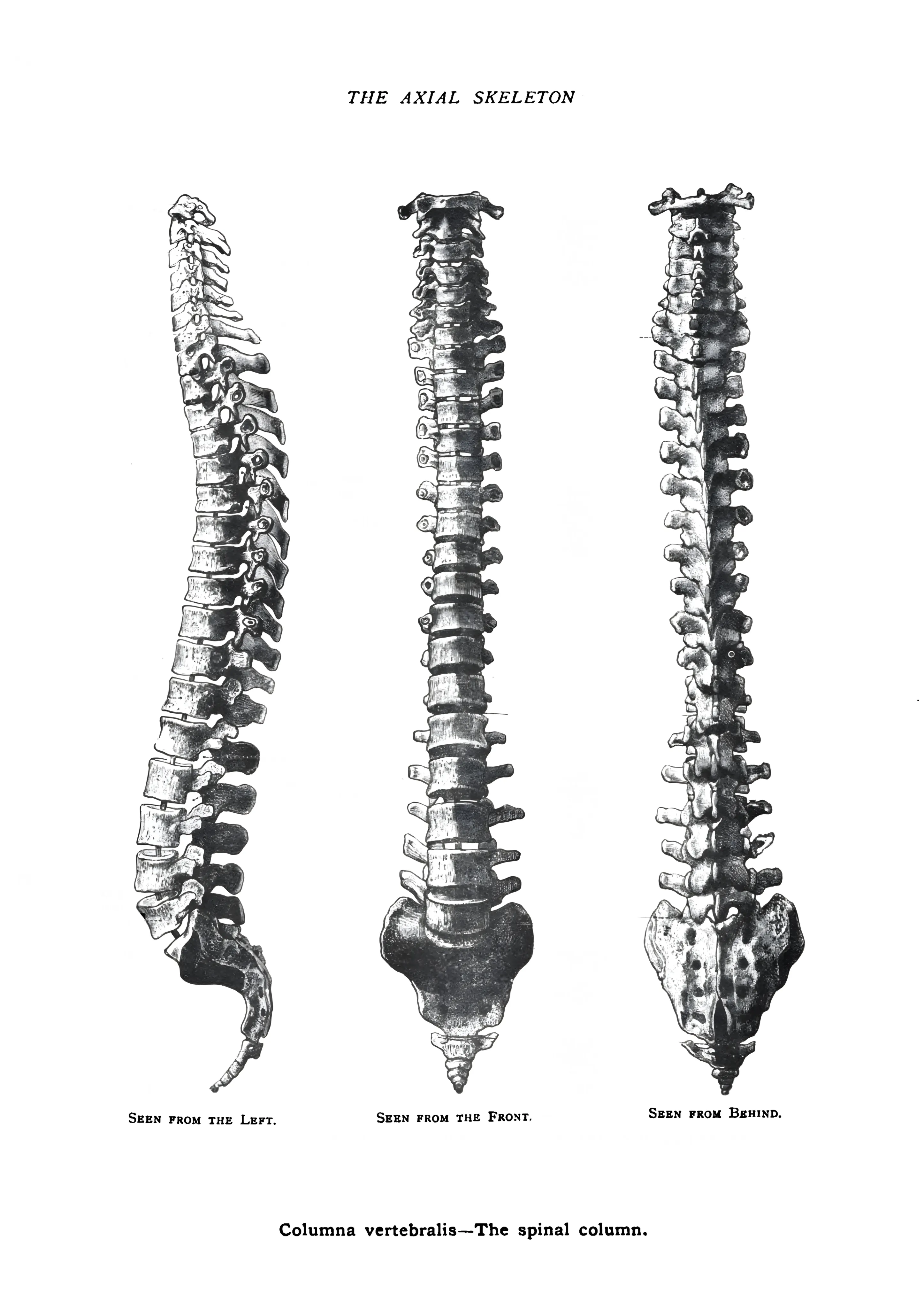 The Axial Skeleton: Spinal Column image 1