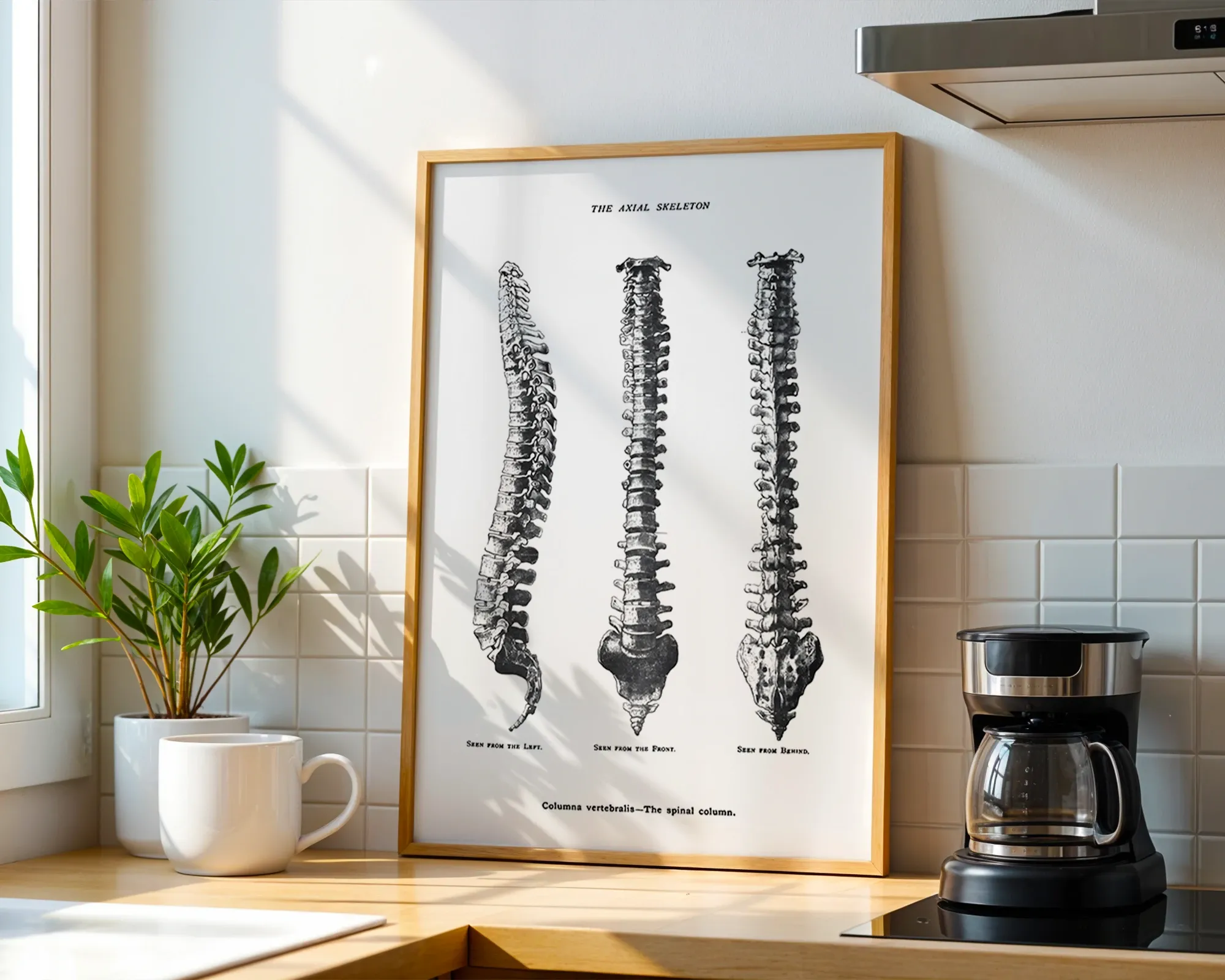 The Axial Skeleton: Spinal Column — room view 1