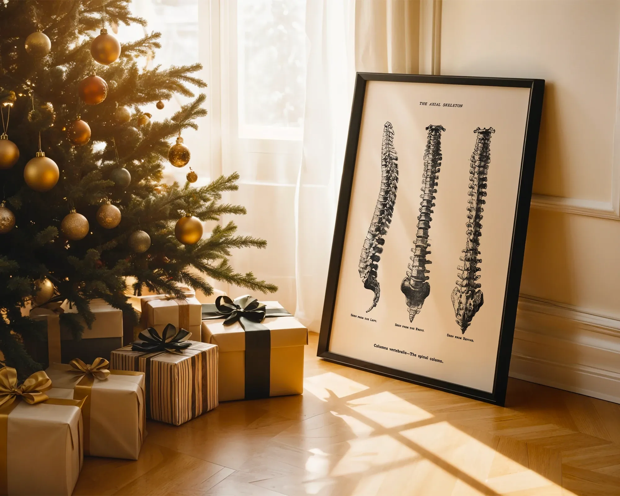 The Axial Skeleton: Spinal Column — room view 2