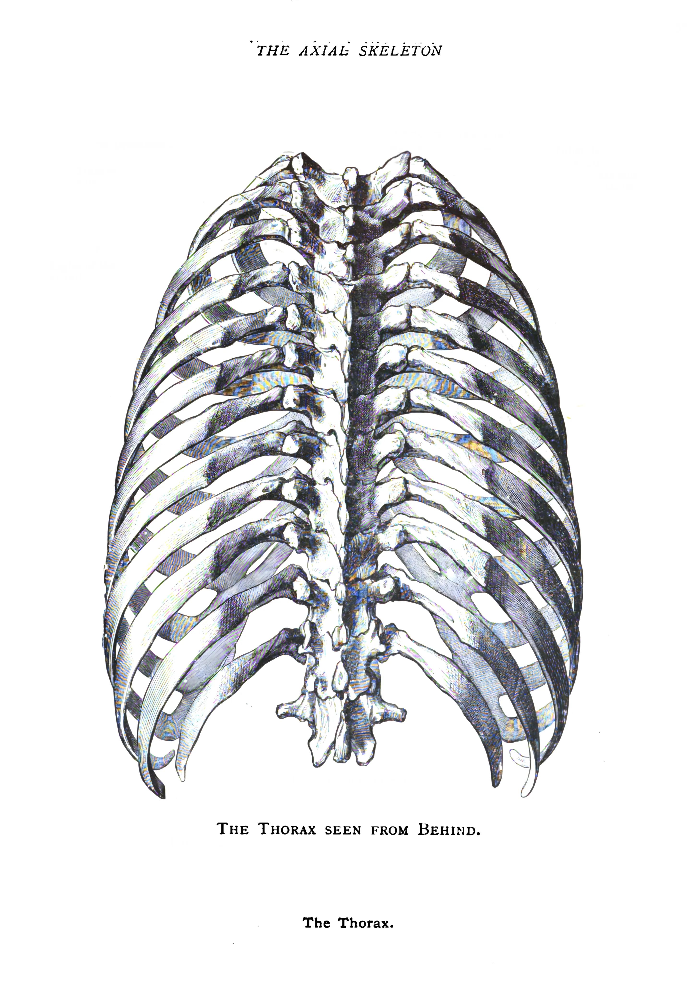 The Thorax Seen from Behind image 1