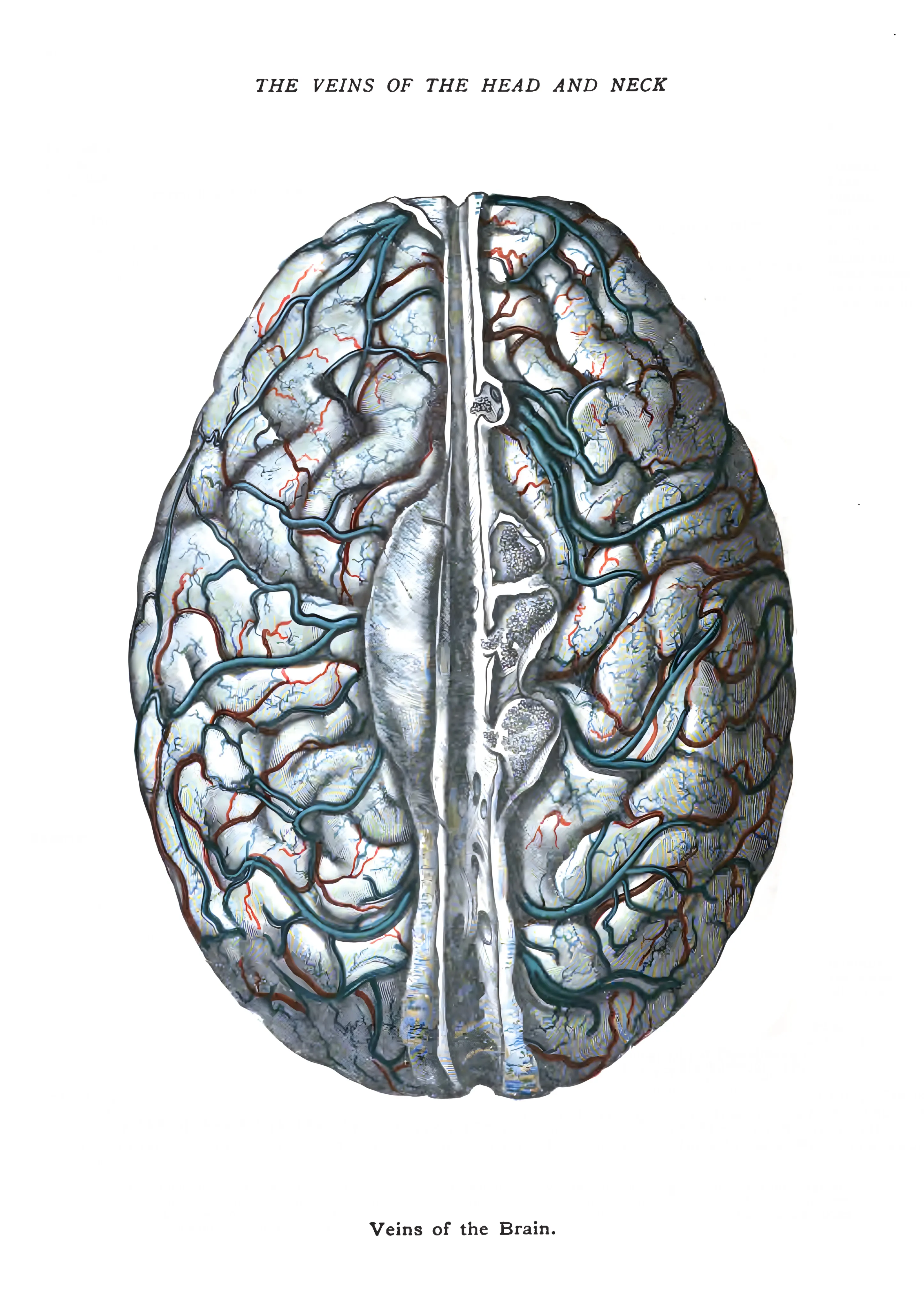 Veins of the Brain image 1
