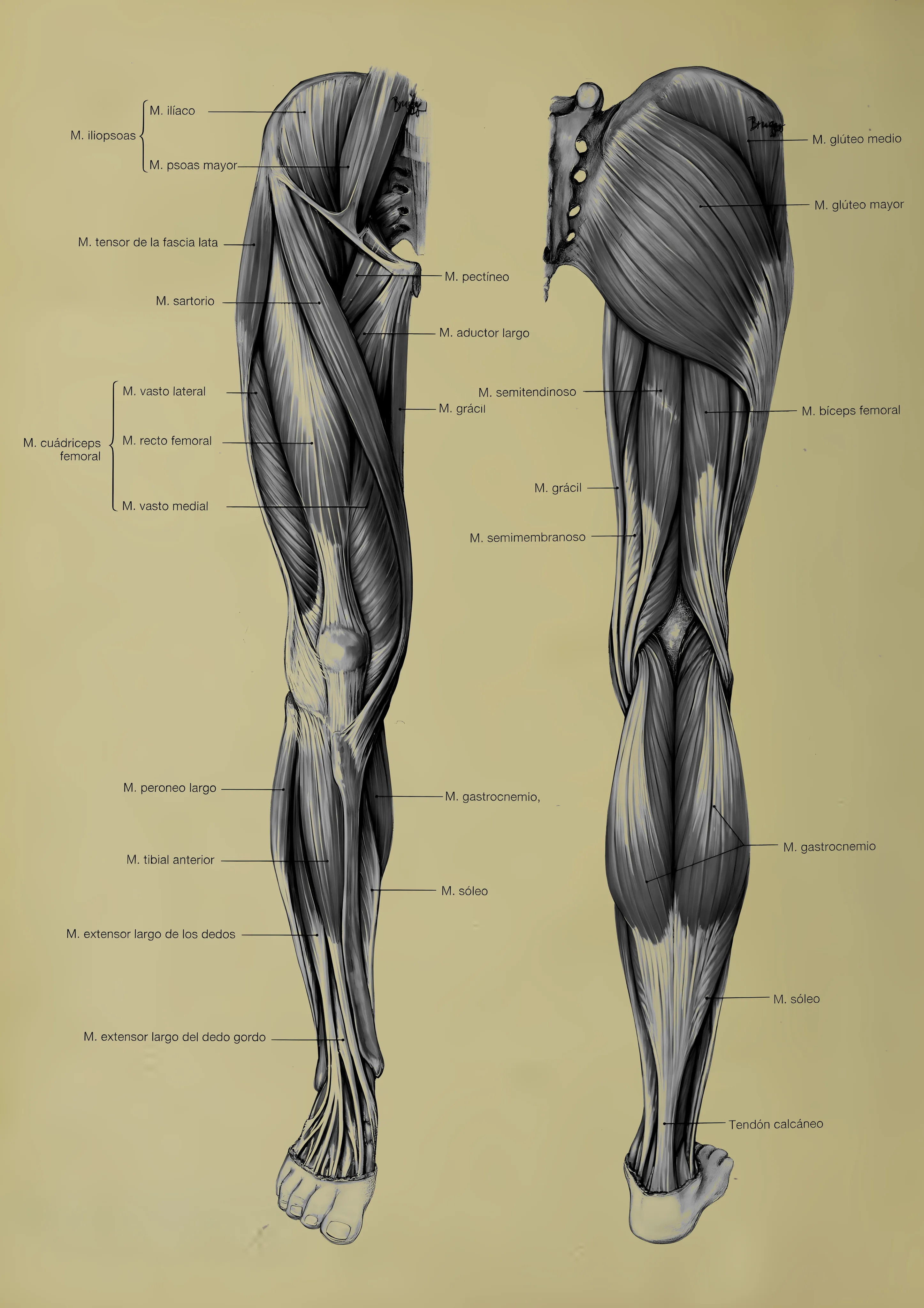 Diagramm der menschlichen Beinmuskulatur — Anatomie Kunstdruck