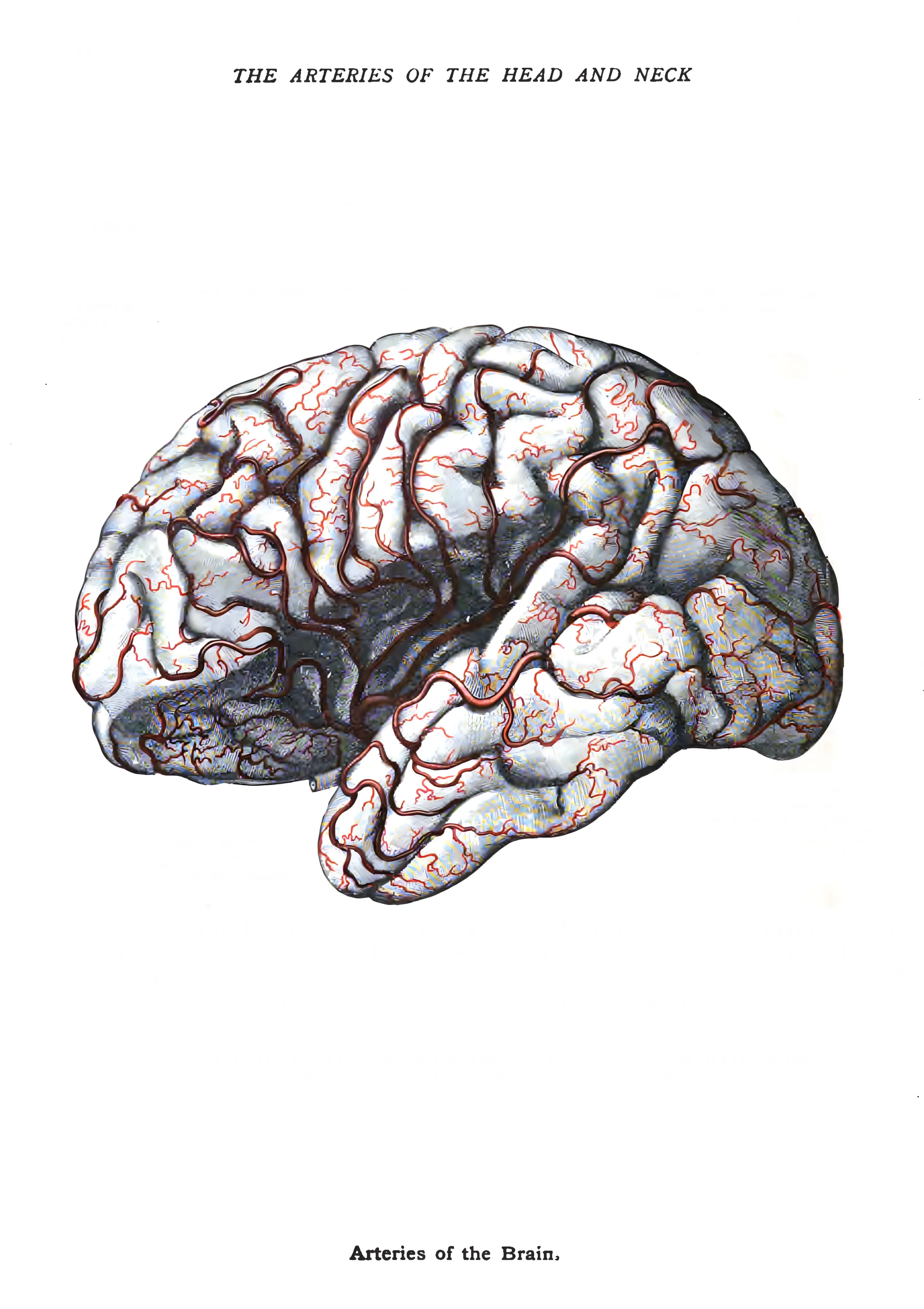 Anatomie