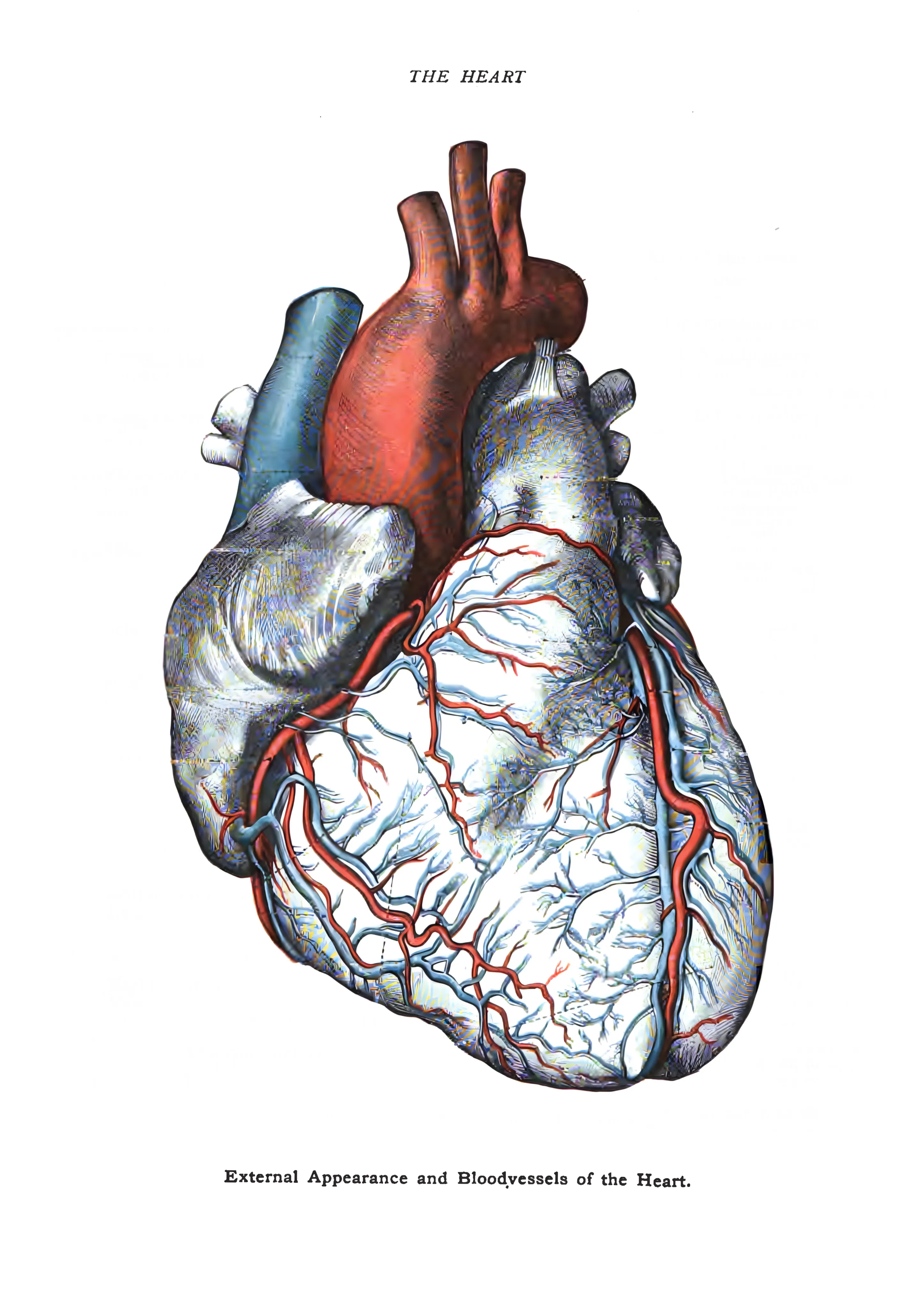 External Appearance and Bloodvessels of the Heart image 1