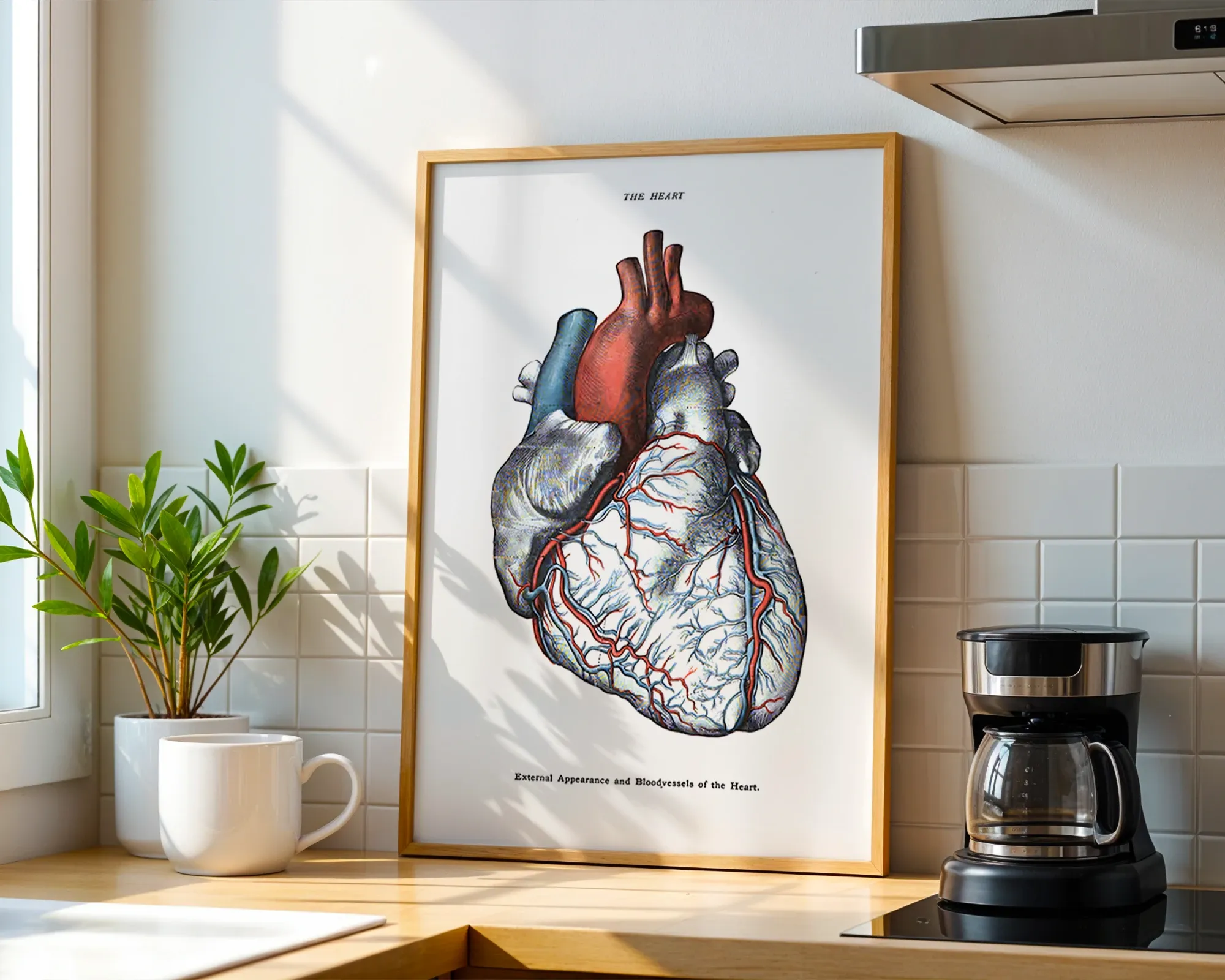 External Appearance and Bloodvessels of the Heart — room view 1