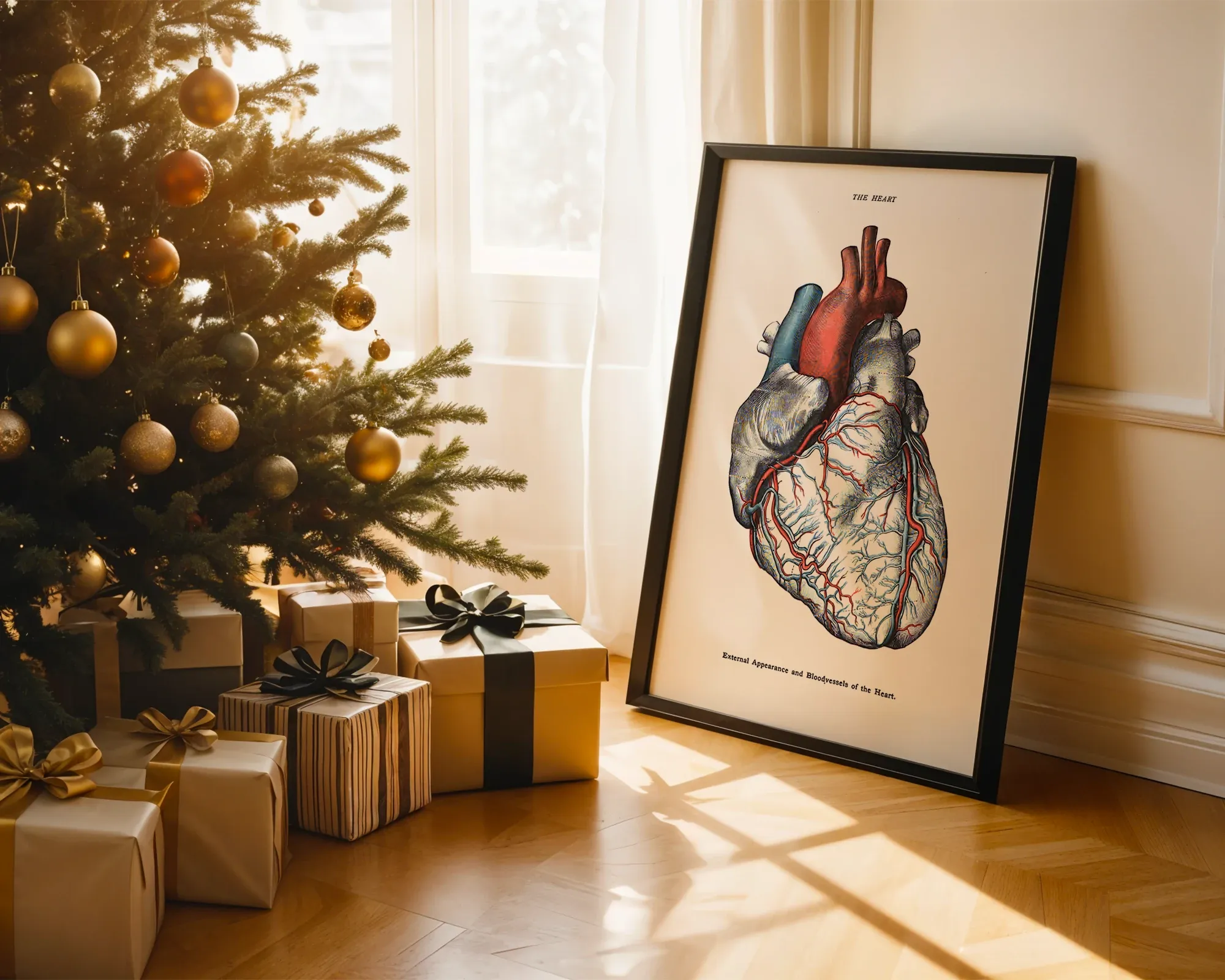 External Appearance and Bloodvessels of the Heart — room view 2