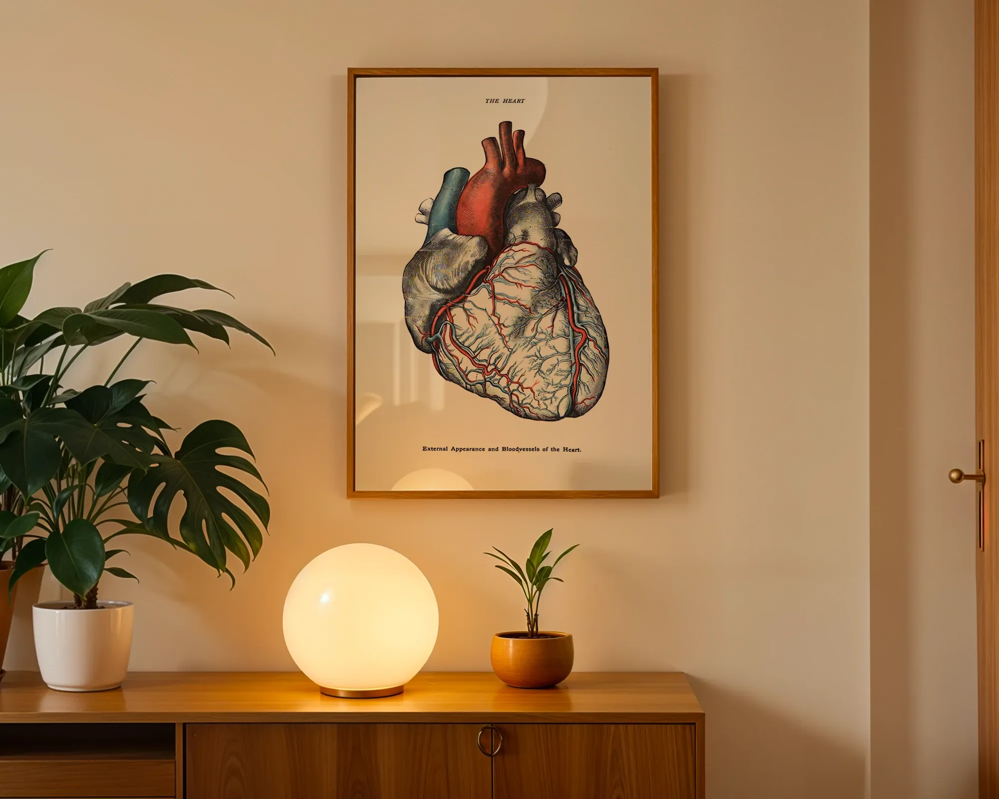 External Appearance and Bloodvessels of the Heart — room view 3