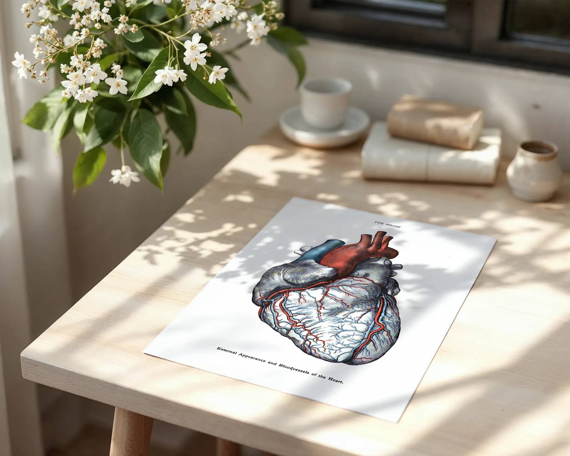 External Appearance and Bloodvessels of the Heart — room view 6