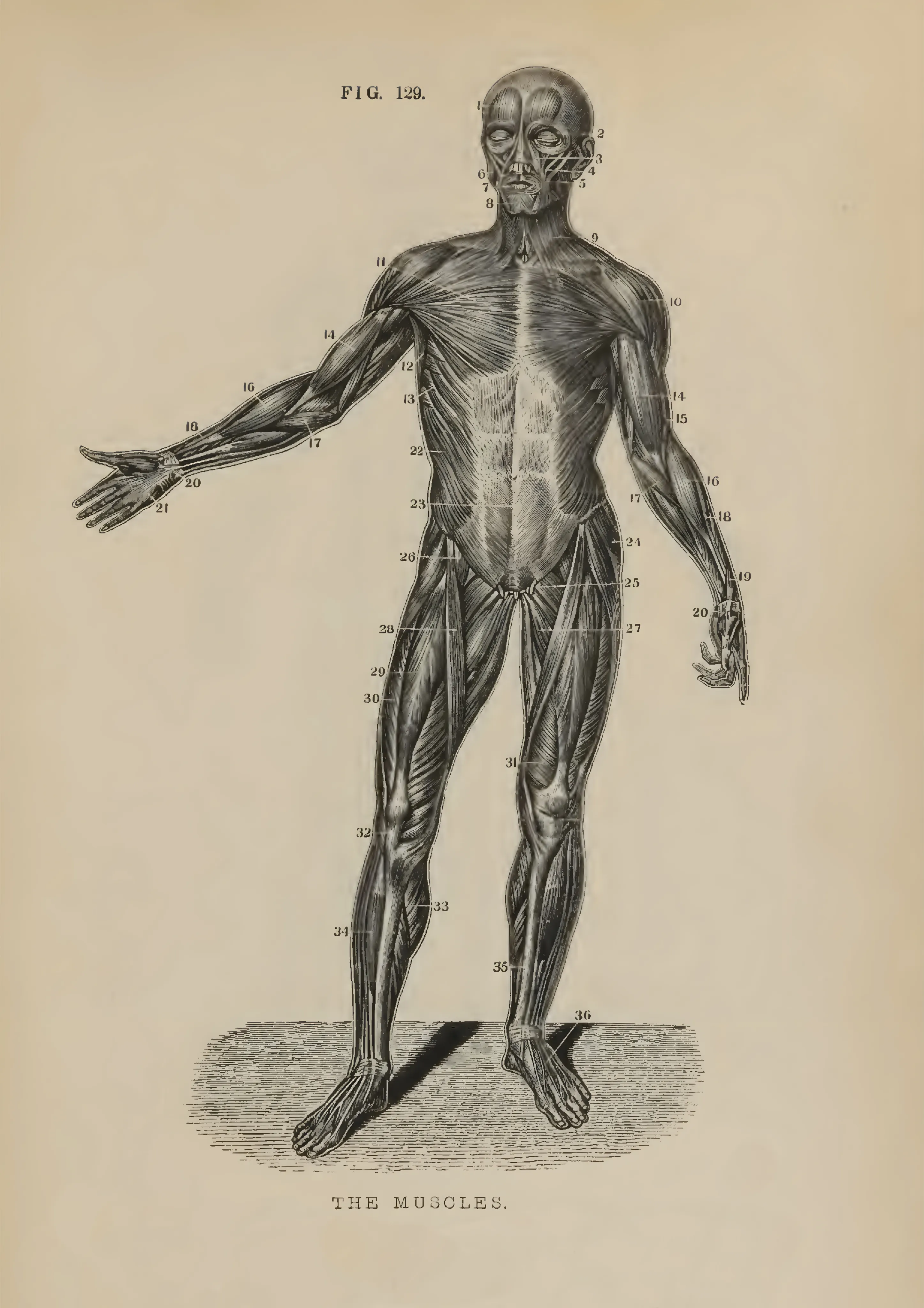 Human Muscular System Illustration image 1