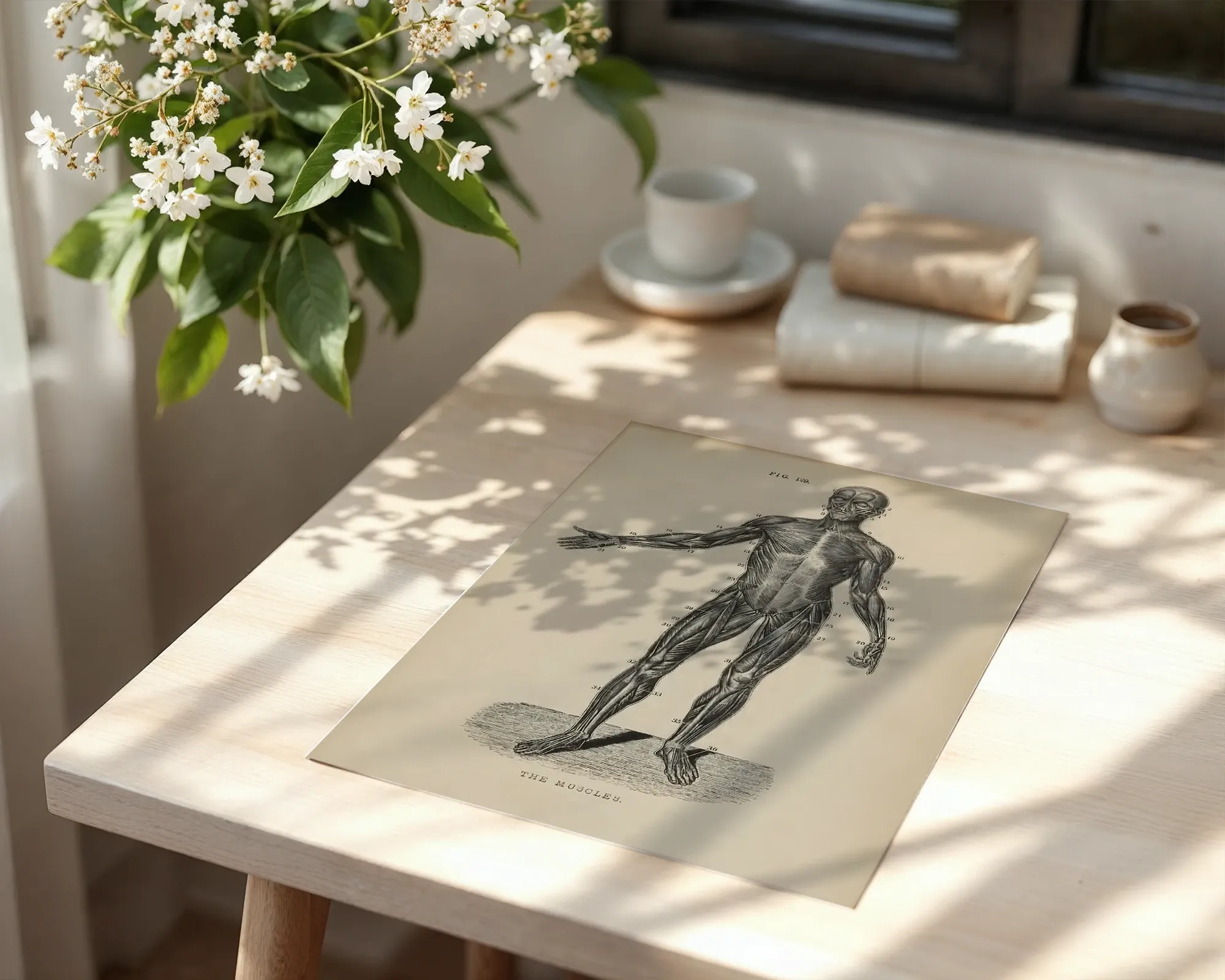 Human Muscular System Illustration — room view 6