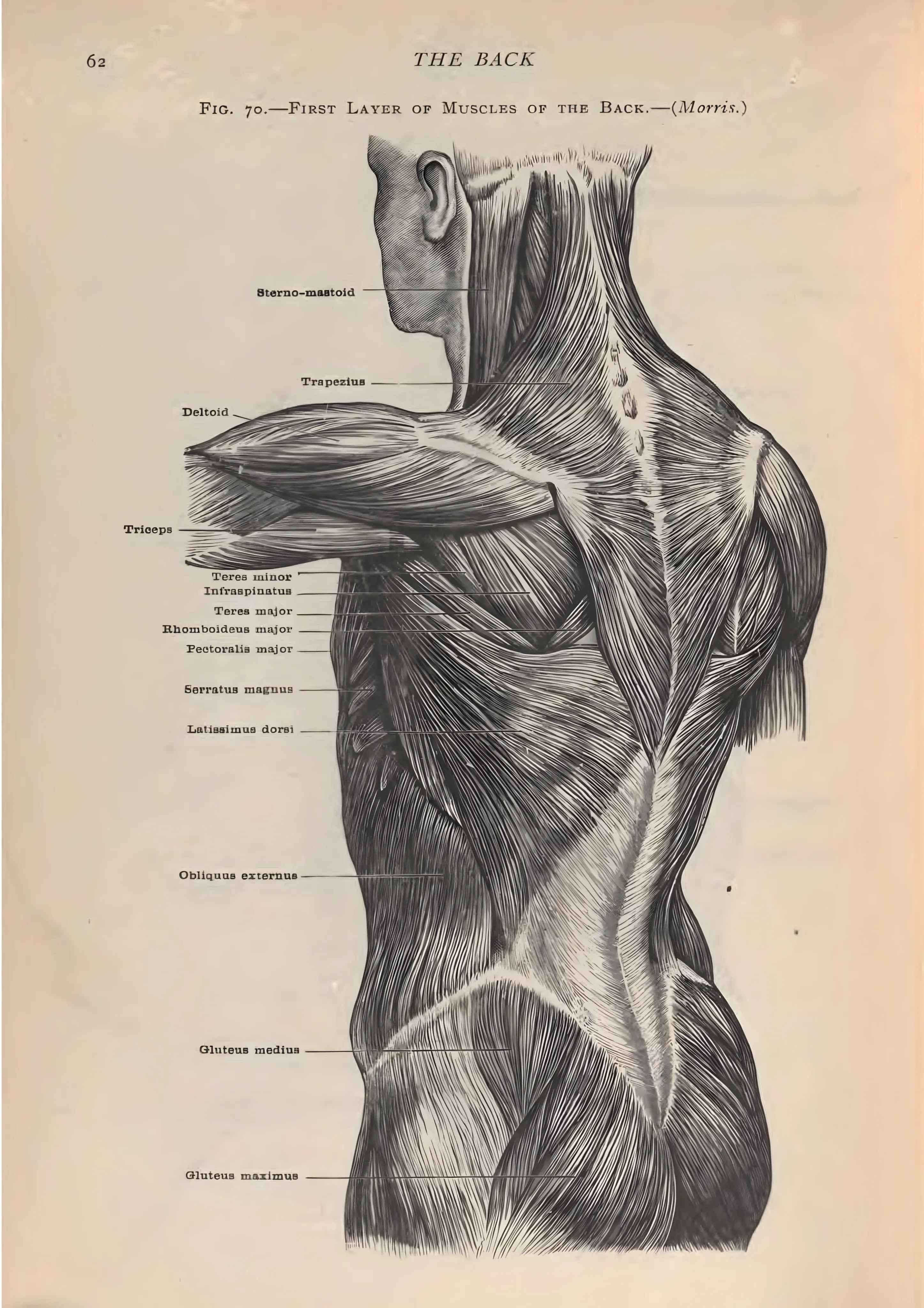 First Layer of Muscles of the Back image 1