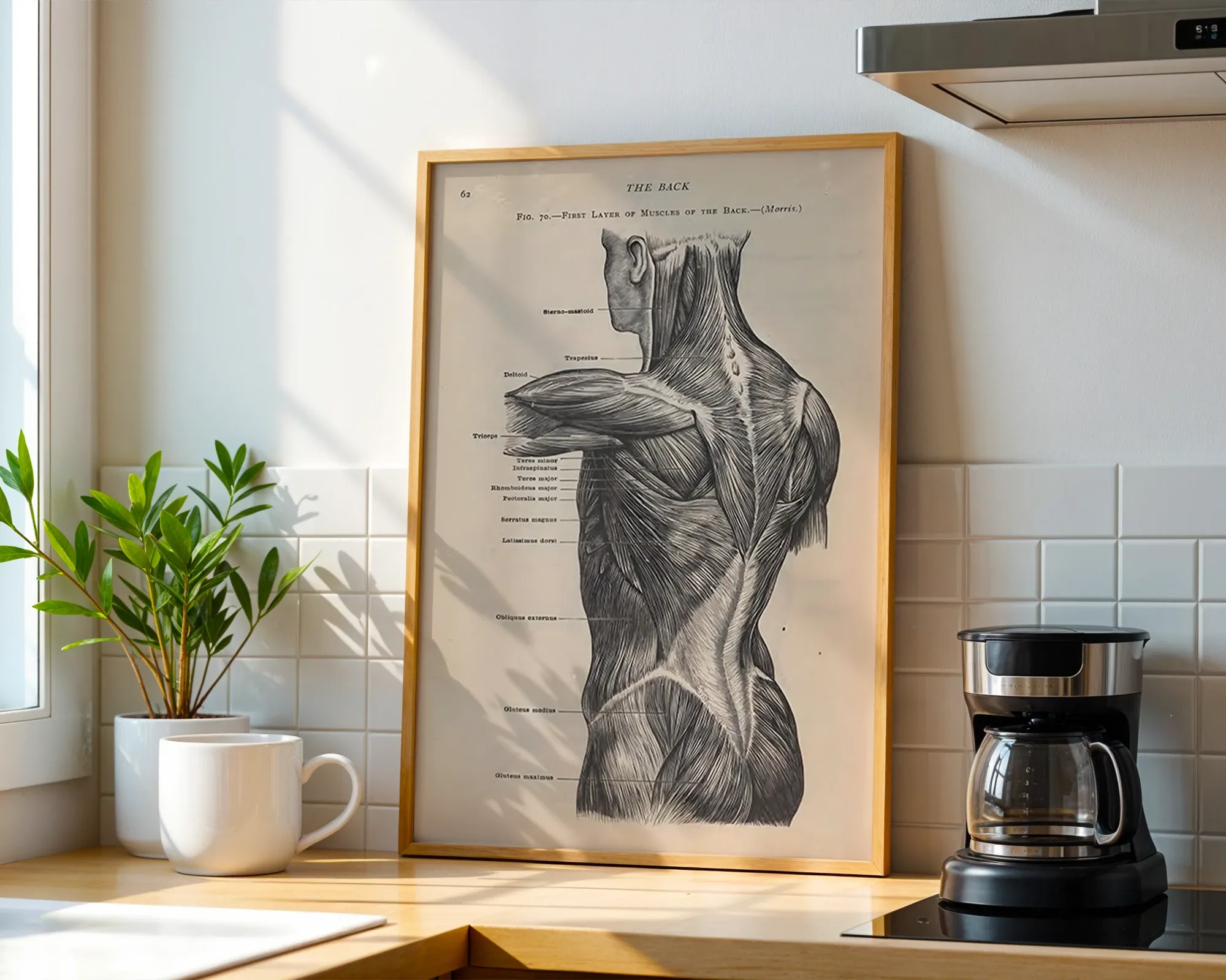 First Layer of Muscles of the Back — room view 1