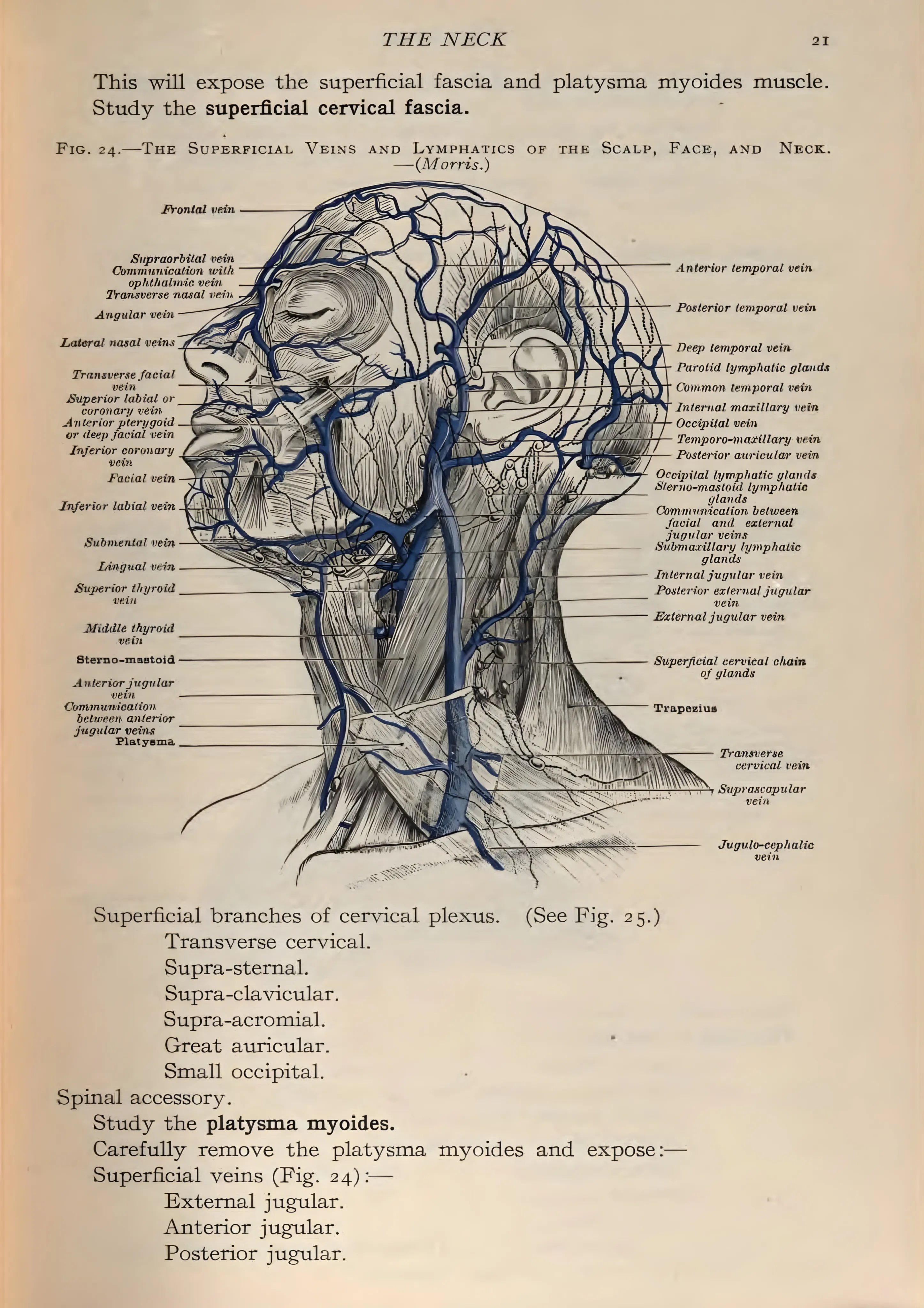 Superficial Veins and Lymphatics of the Head and Neck image 1